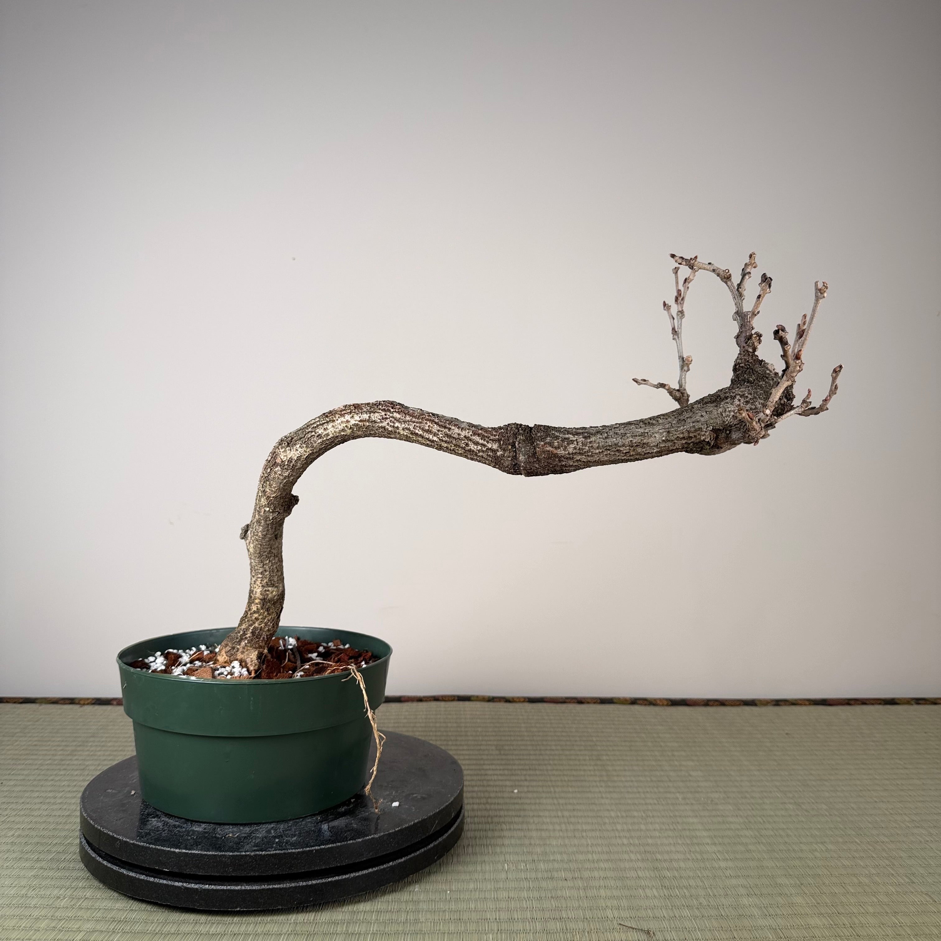 Wisteria floribunda