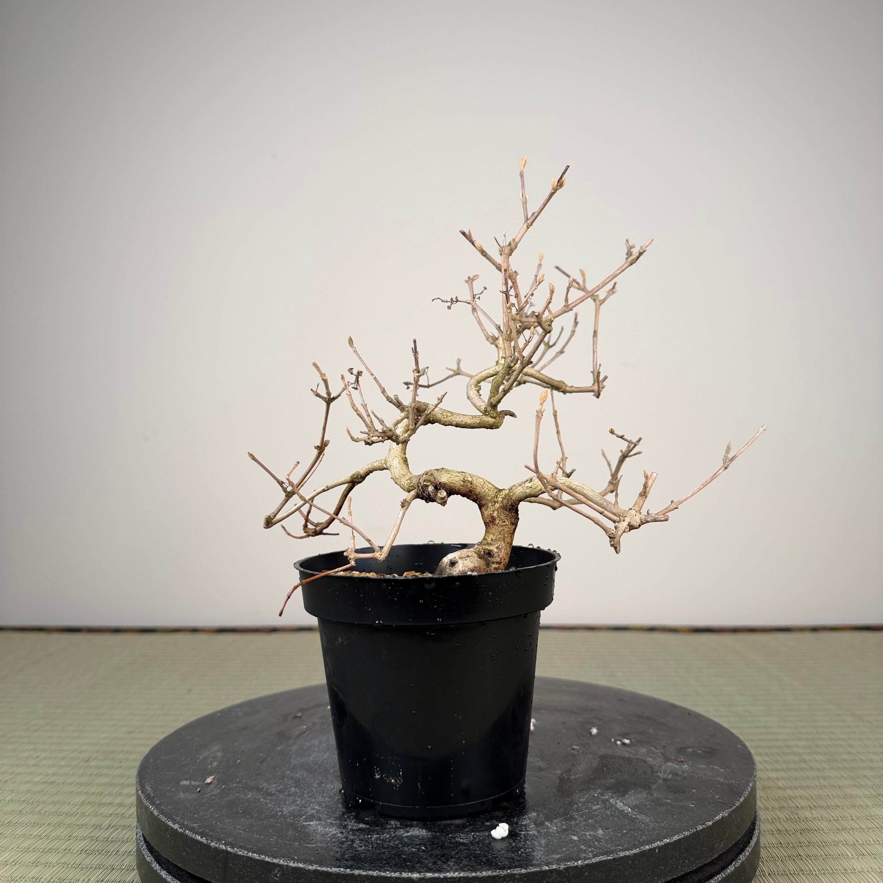 Callicarpa japonica (Toyoda-san)