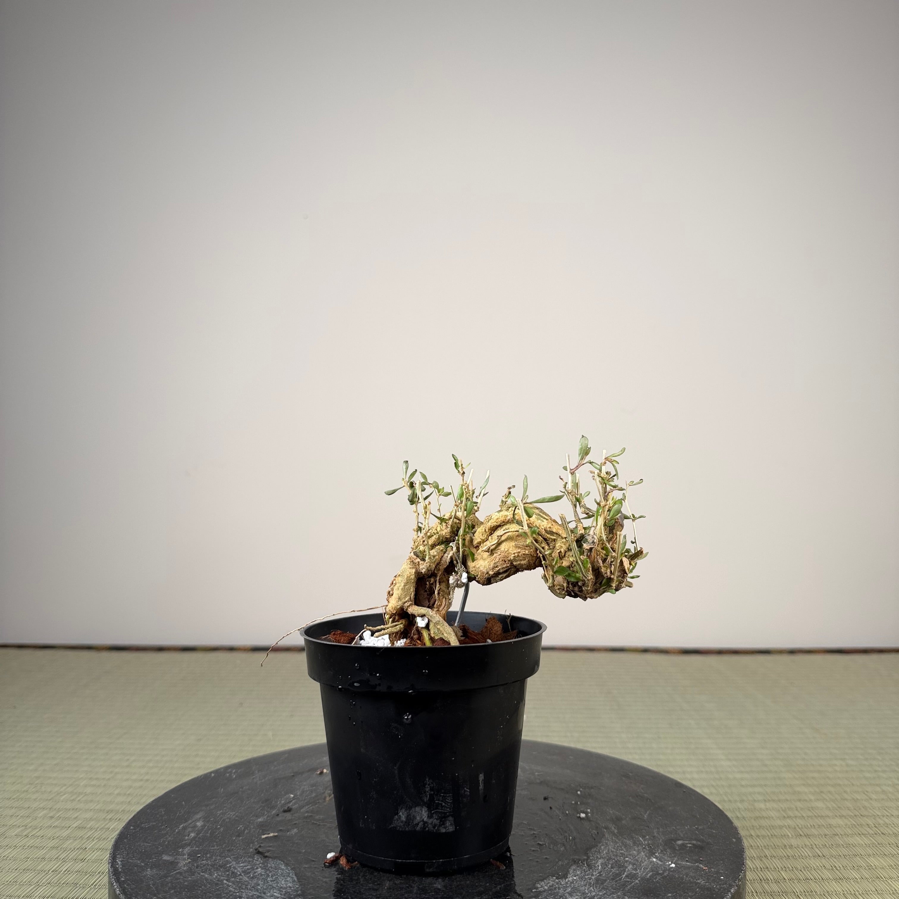 Lycium chinense