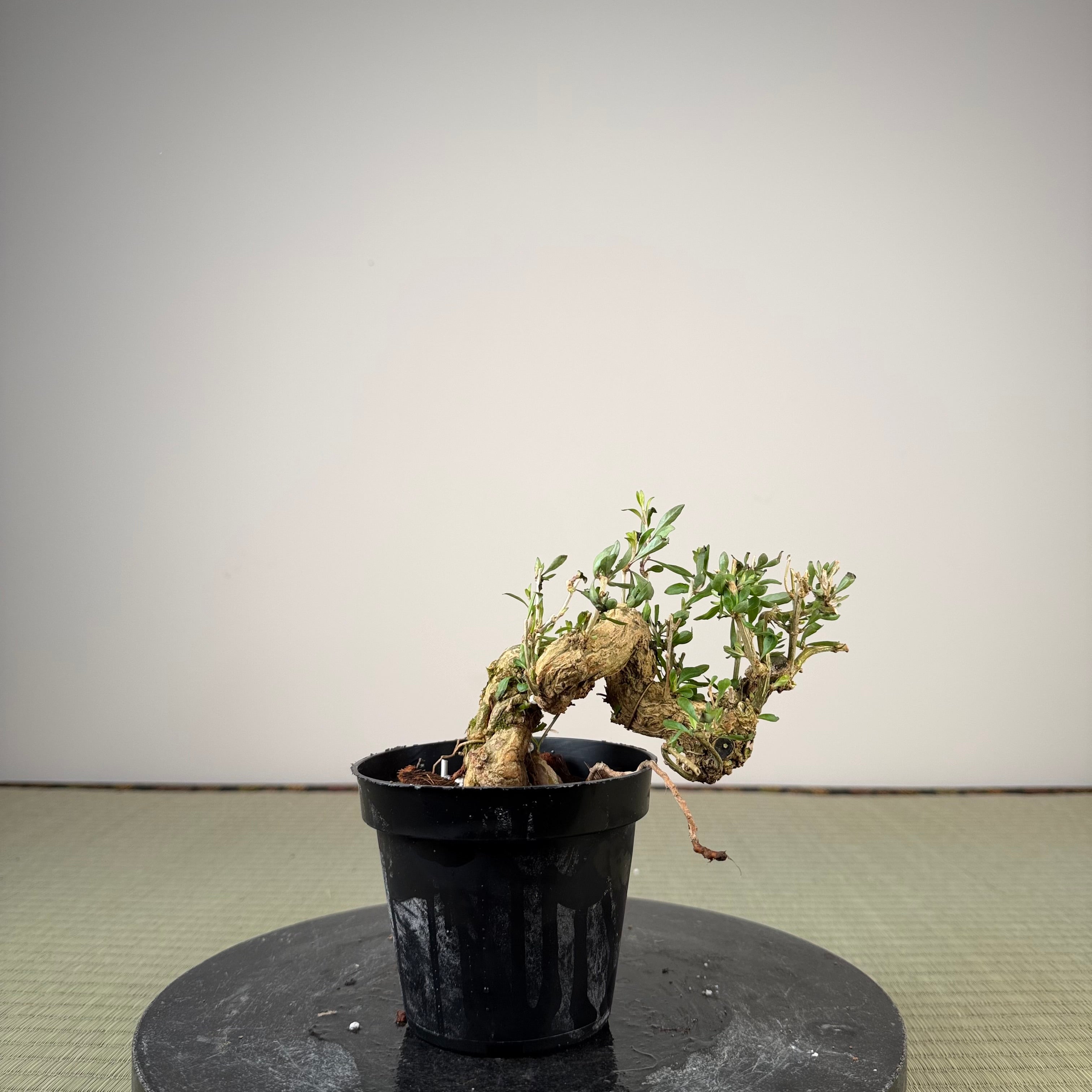 Lycium chinense