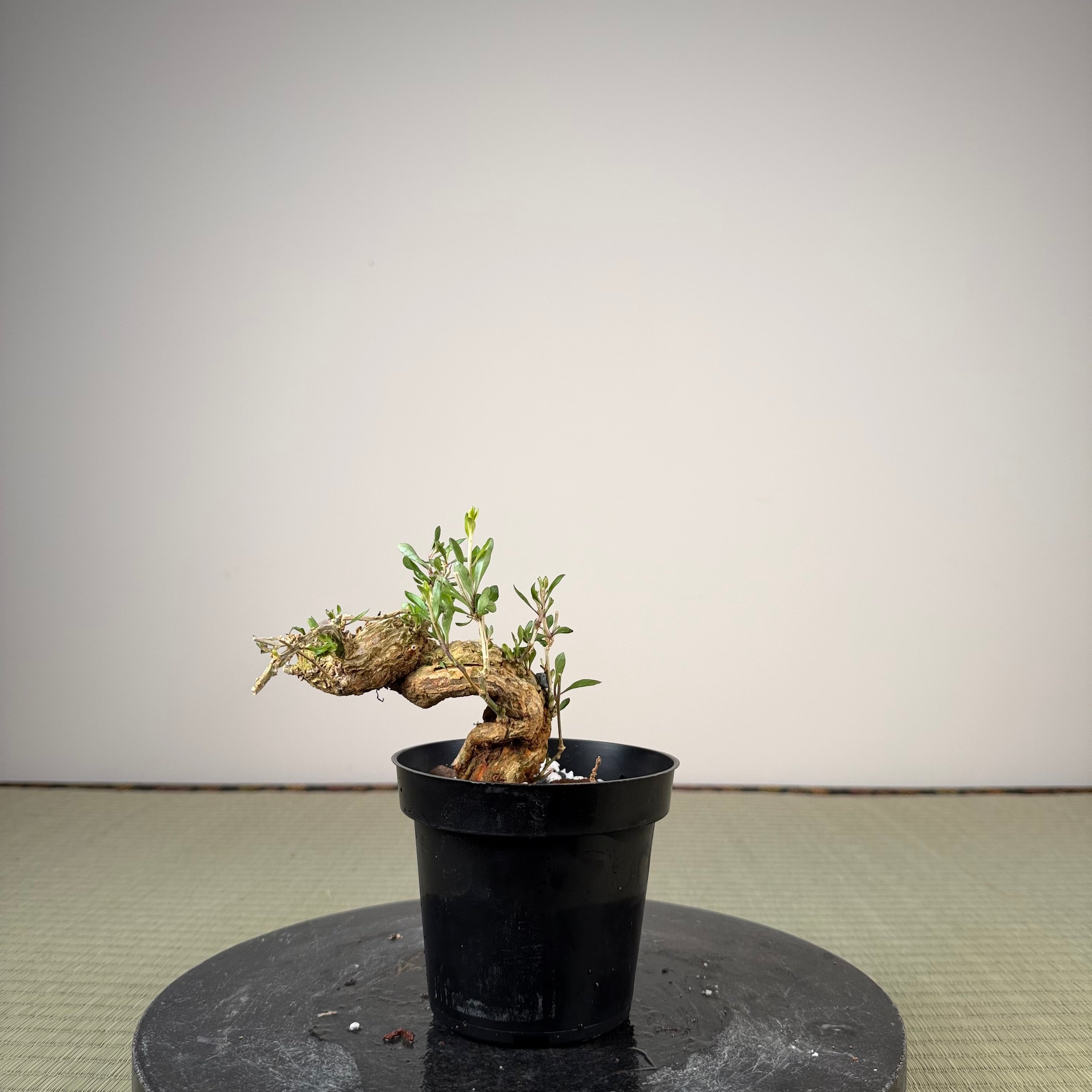 Lycium chinense