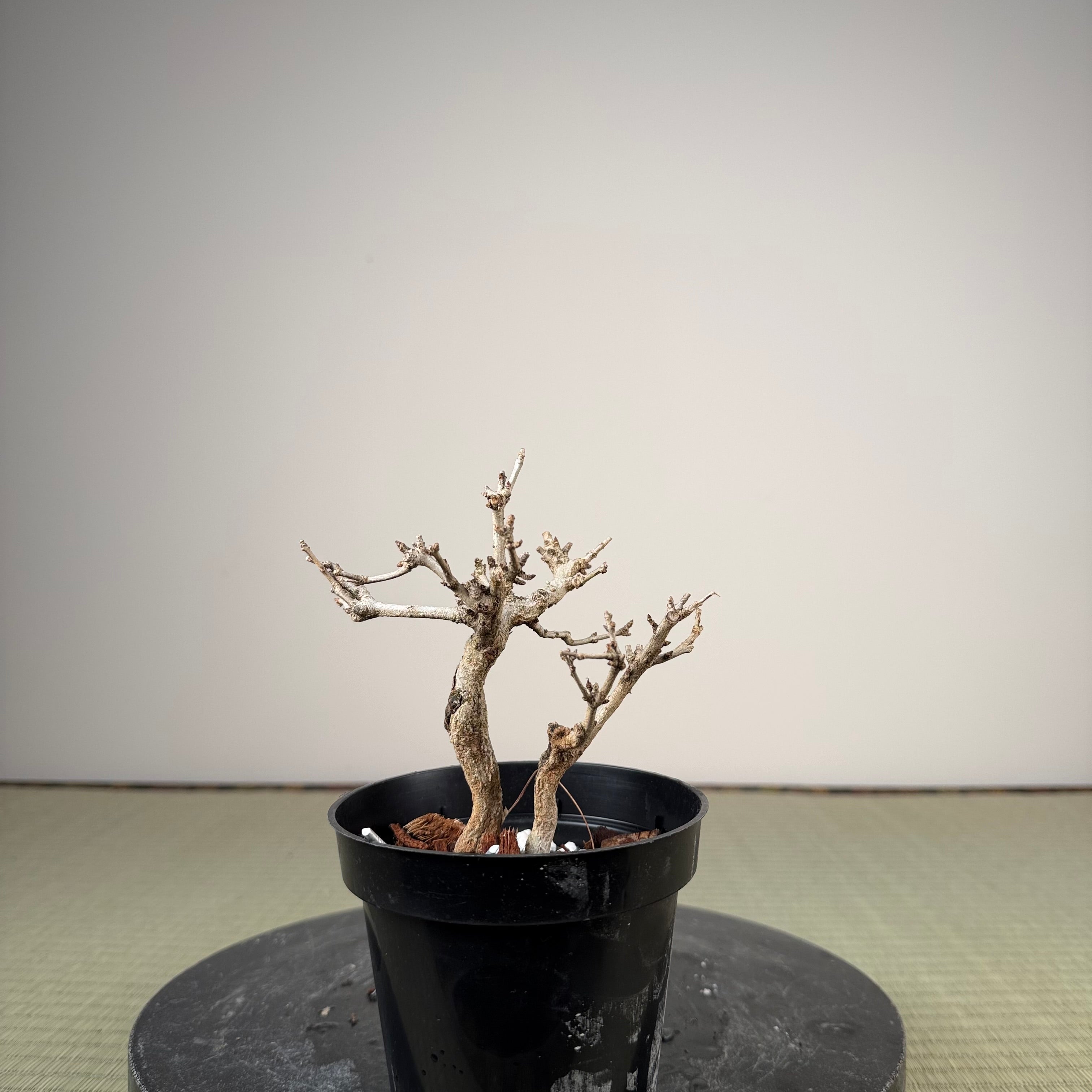 Punica granatum