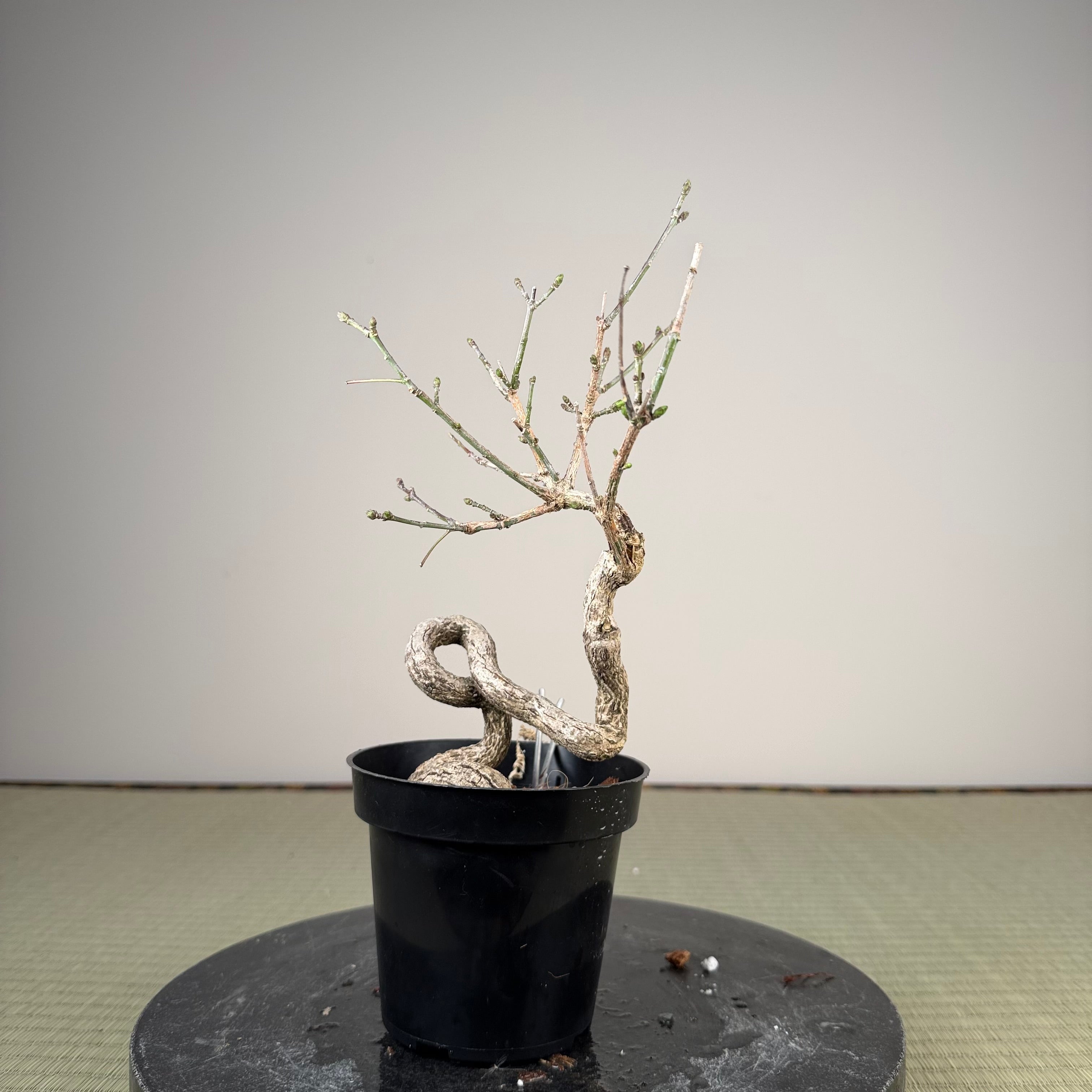 Euonymus