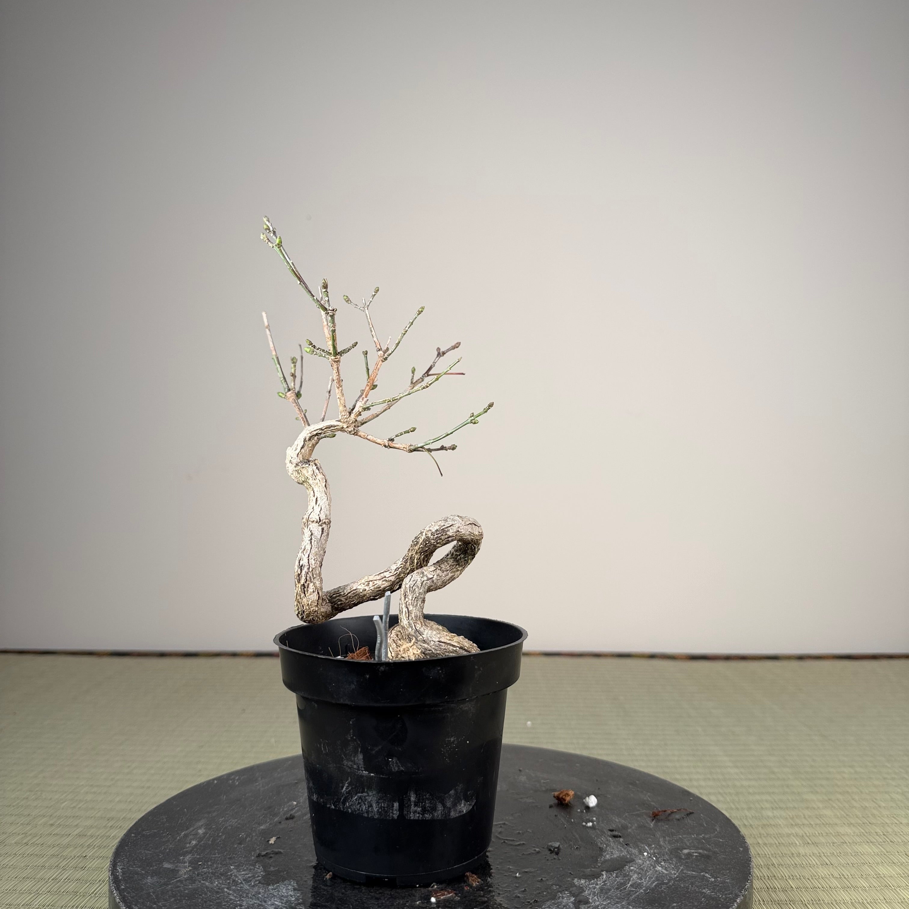 Euonymus