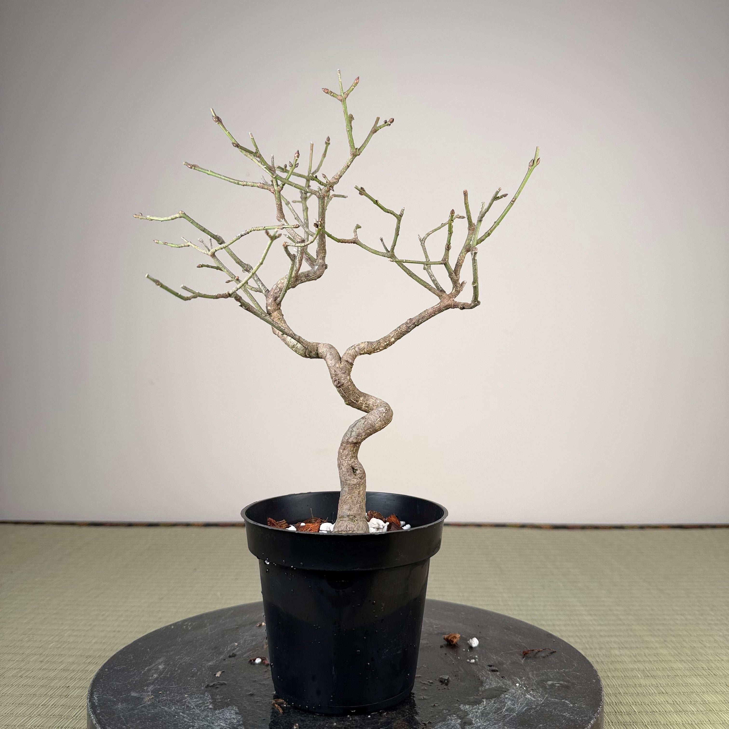 Euonymus