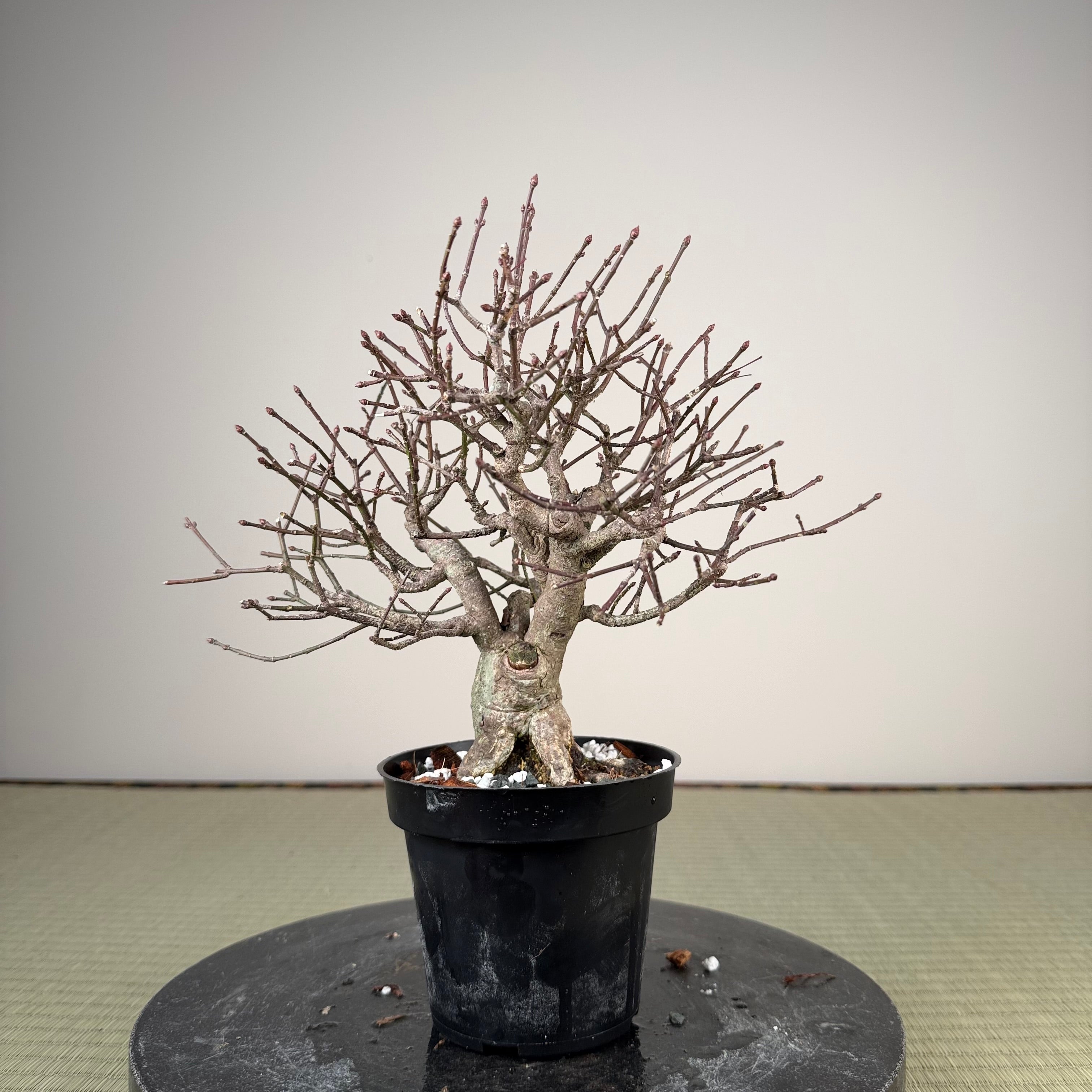 Euonymus