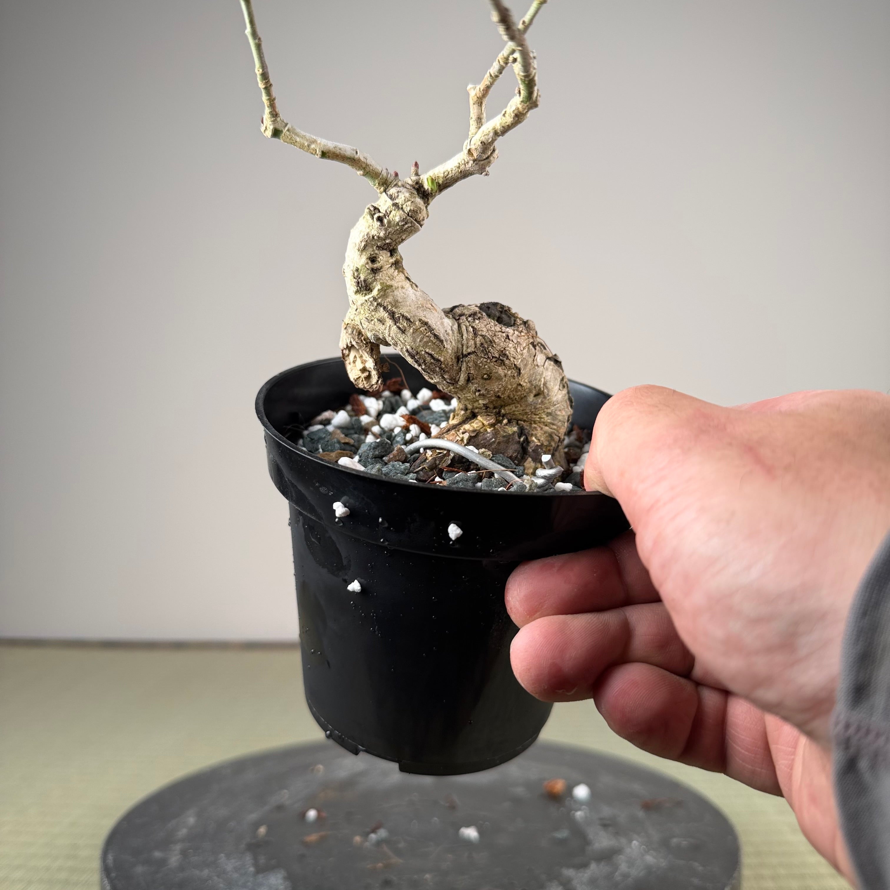Euonymus