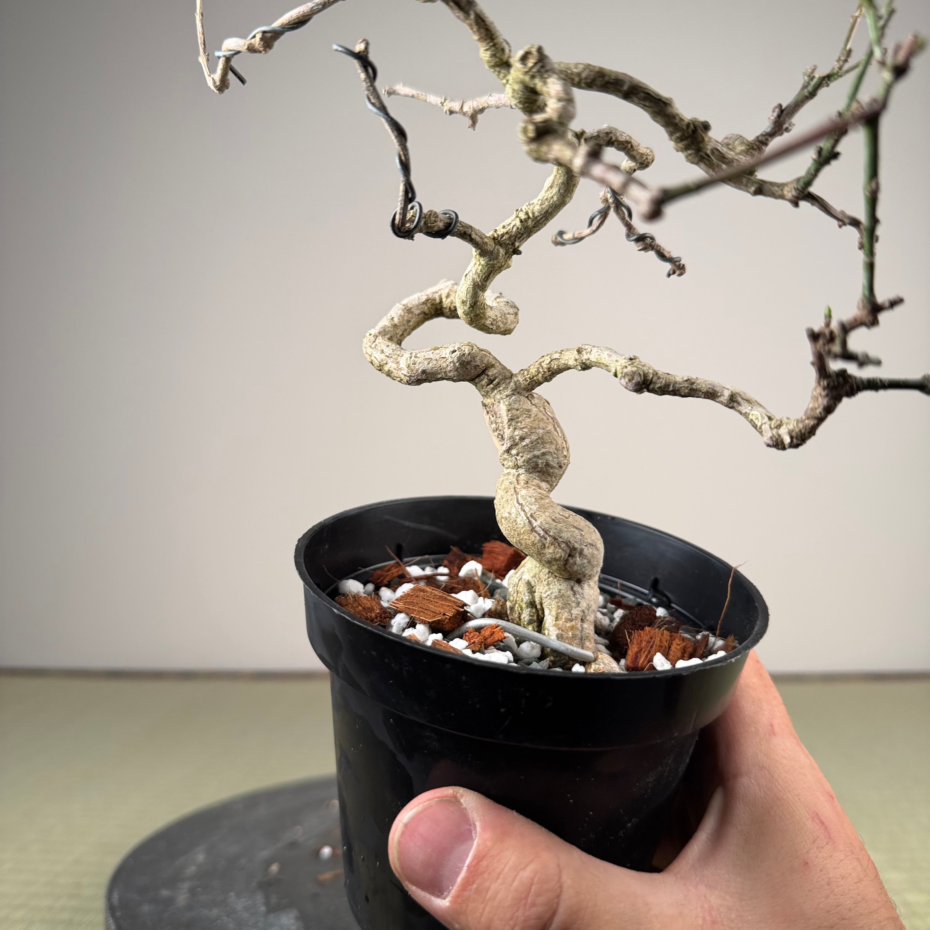 Euonymus
