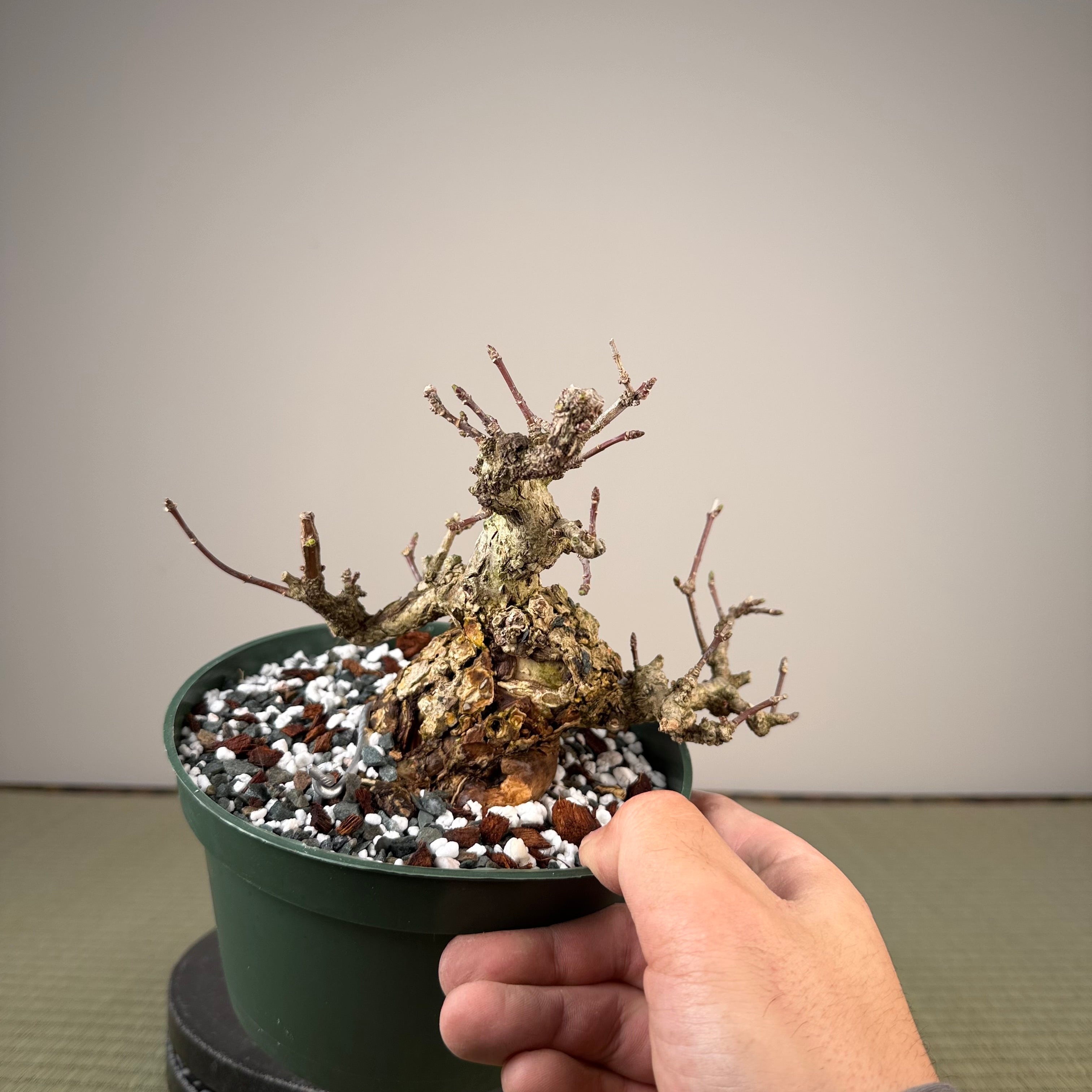 Euonymus