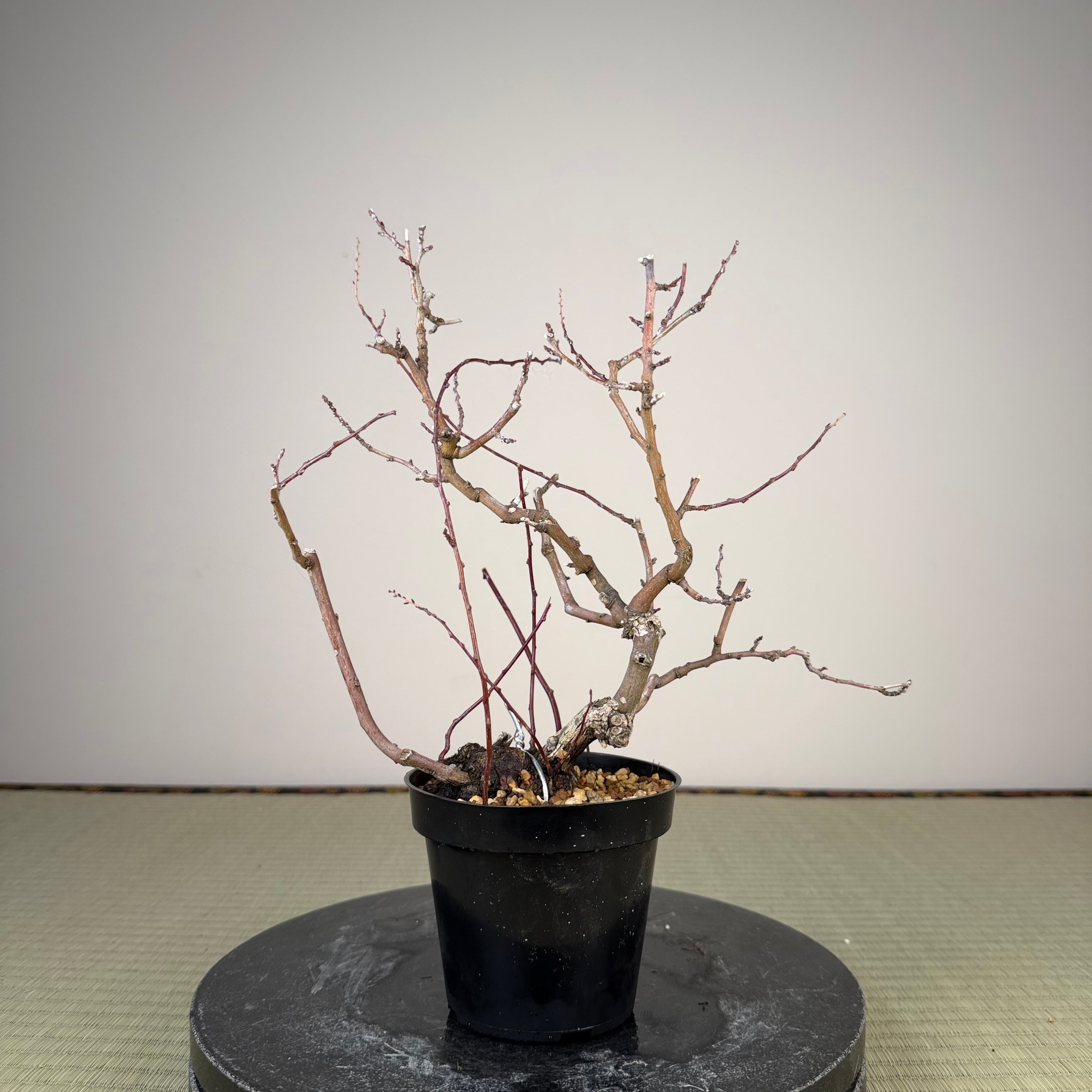Berchemia racemosa