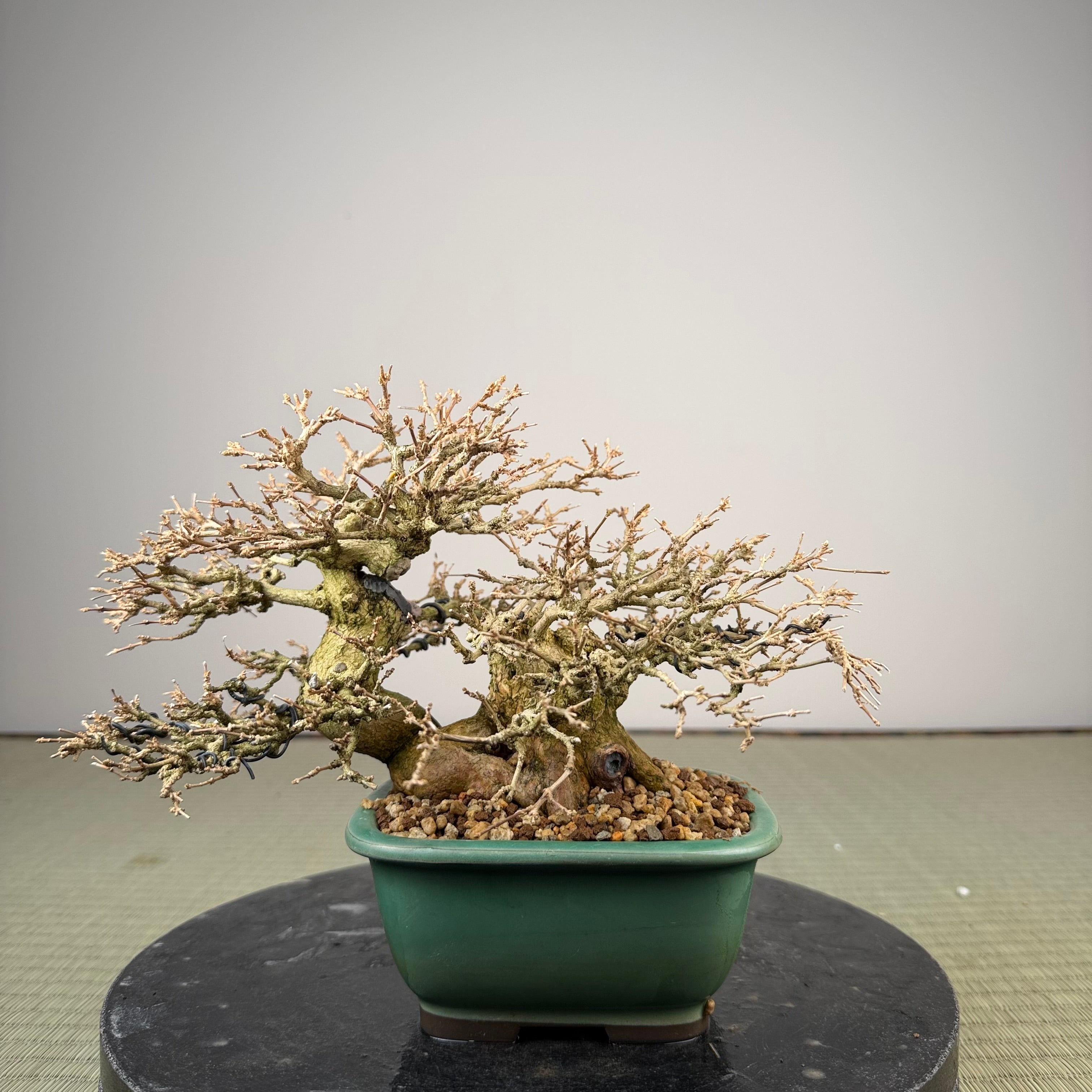 Premna japonica