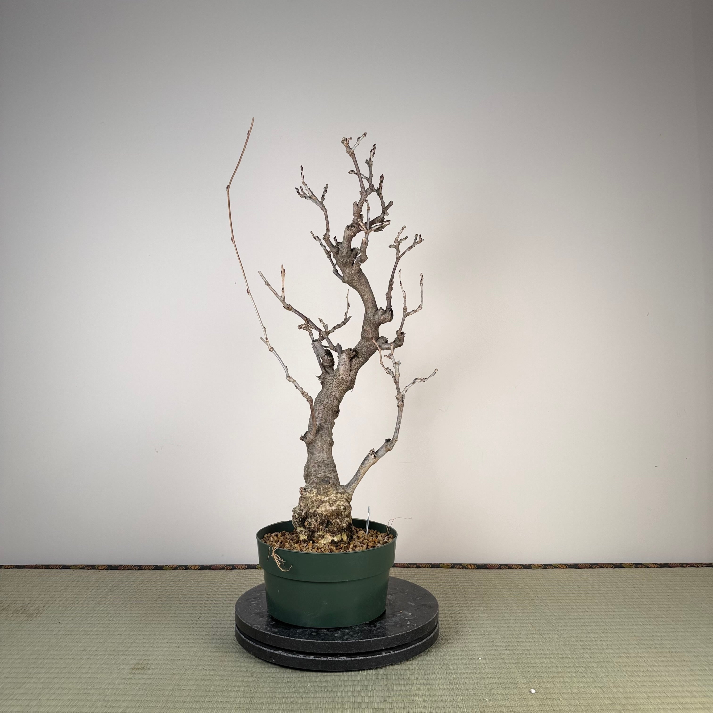 Wisteria floribunda