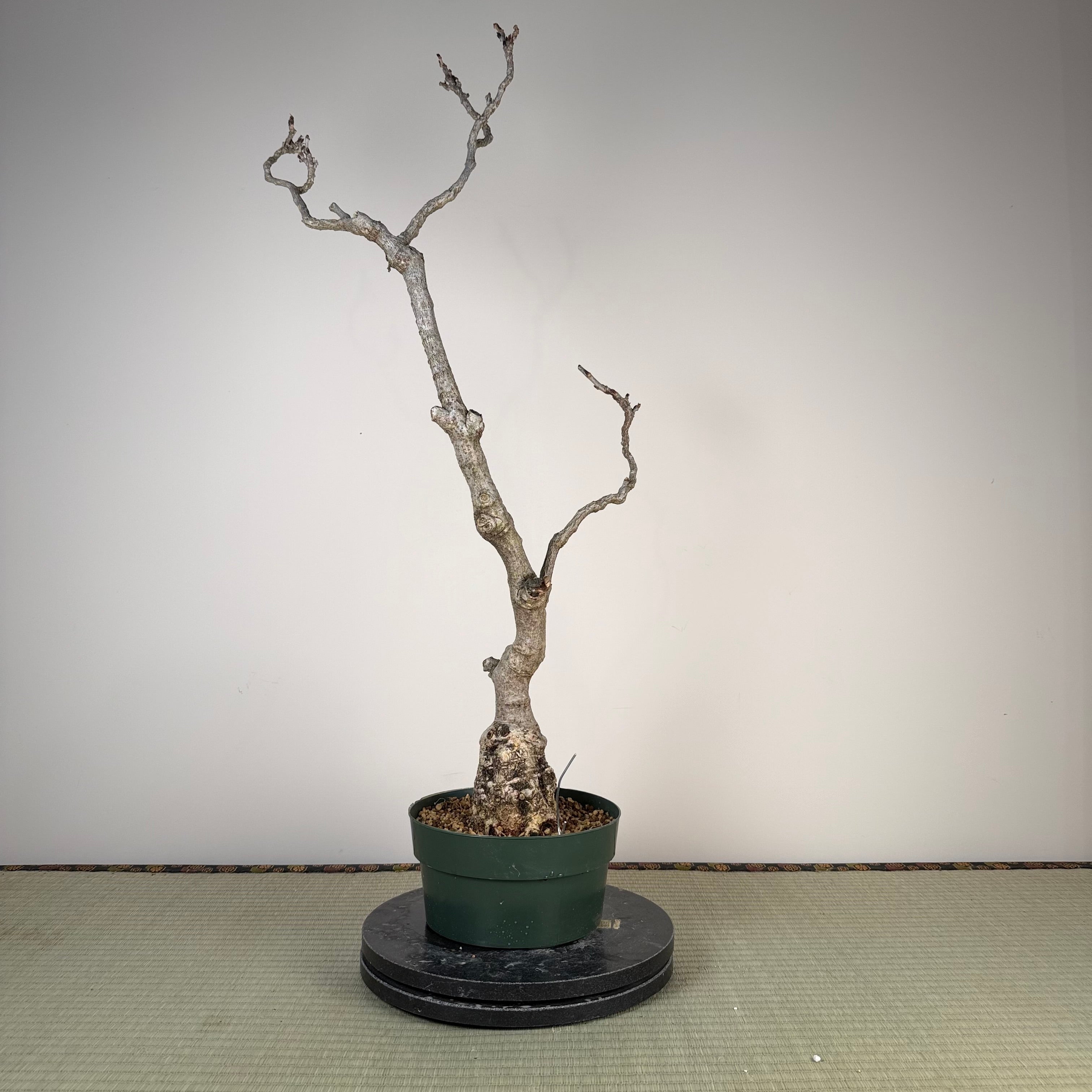 Glycine floribunda