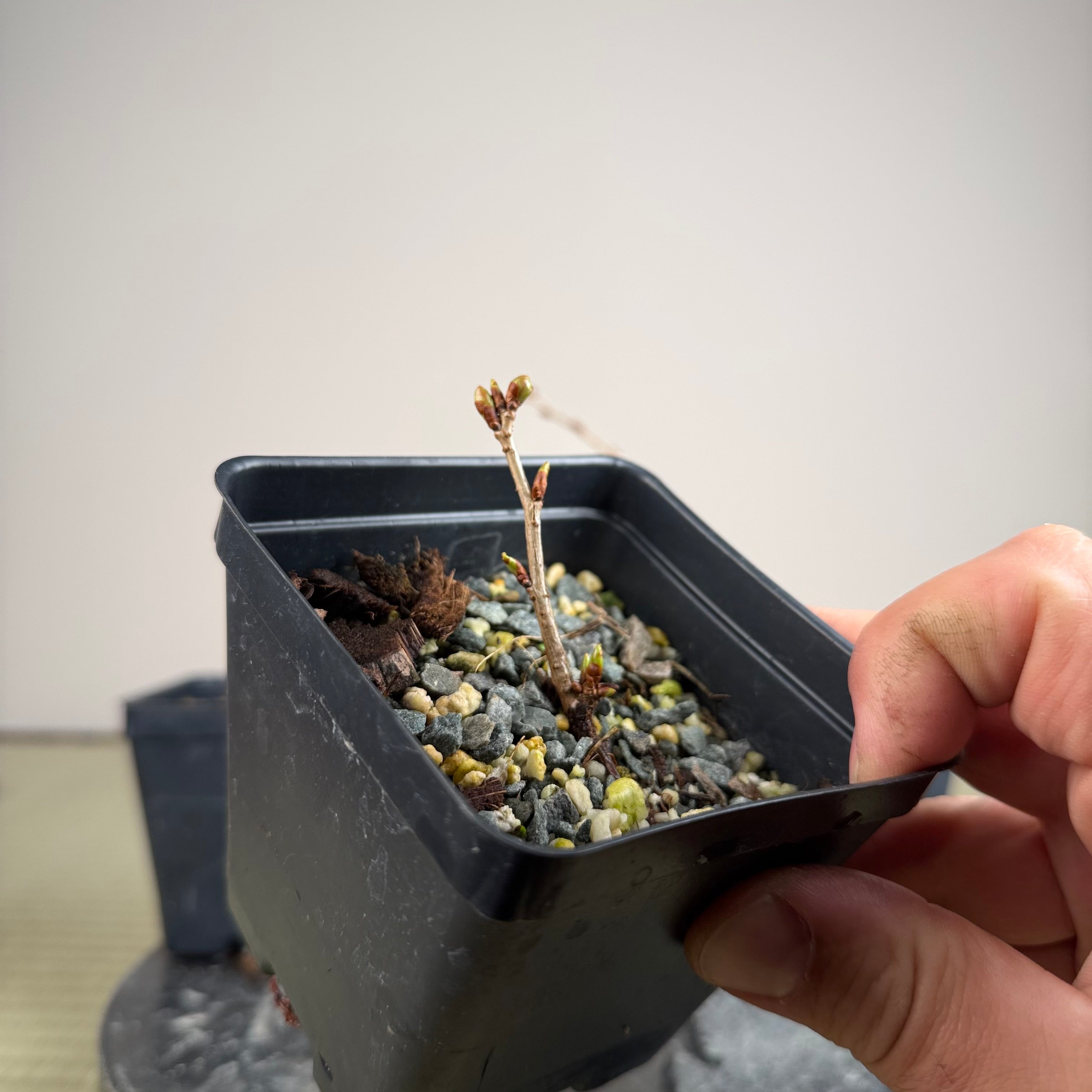 Prunus nipponica
