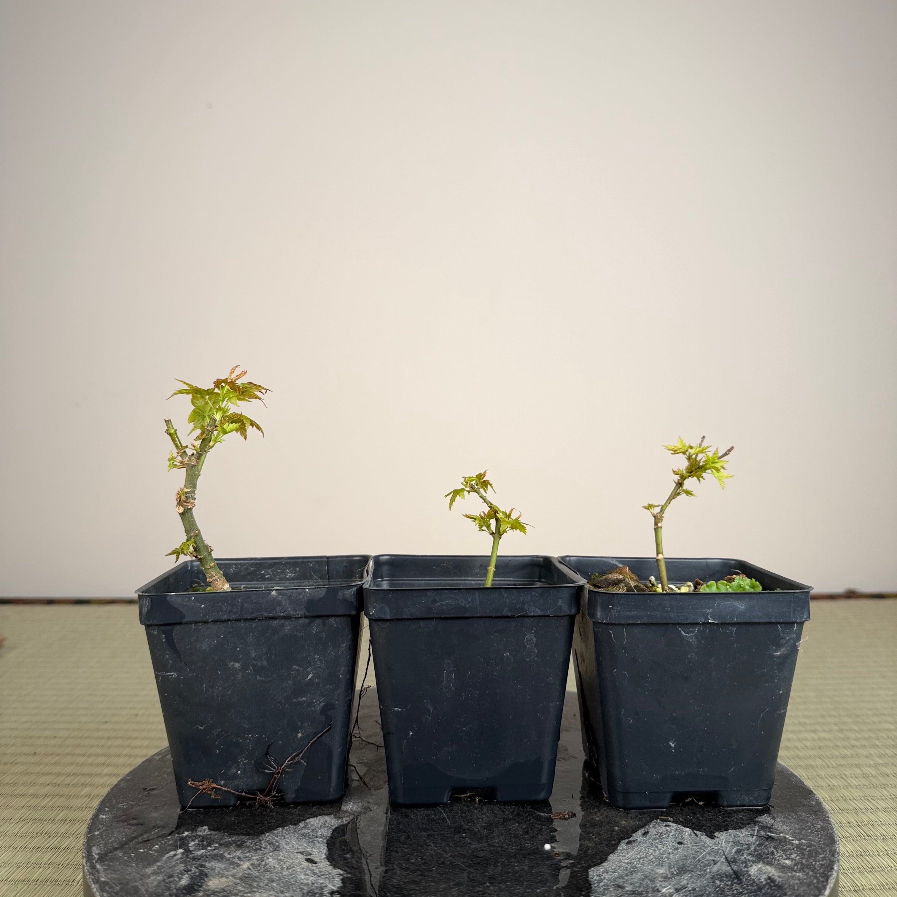 Acer palmatum 'Kotohime'