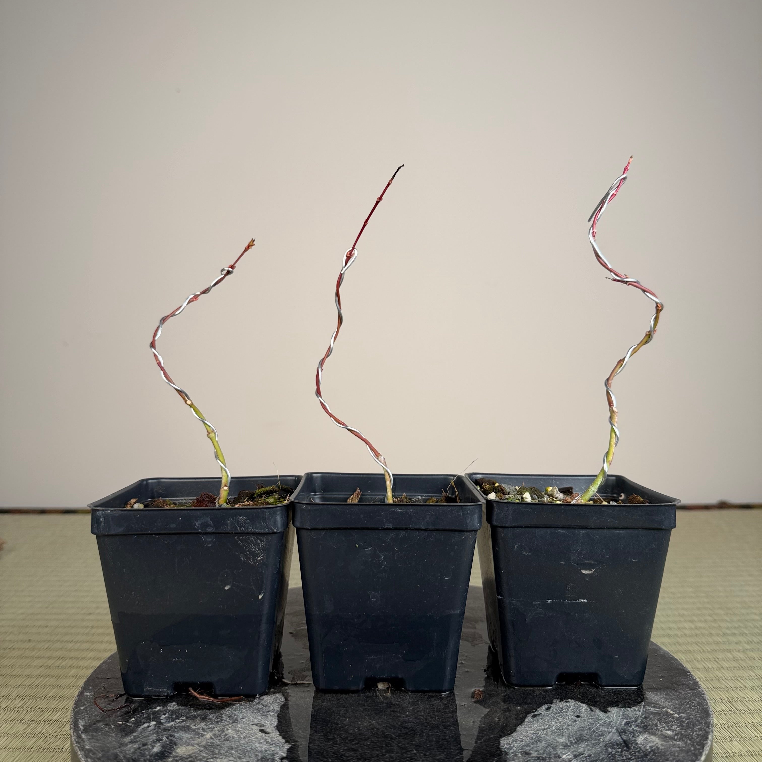 Acer palmatum 'Katsura' (wired)