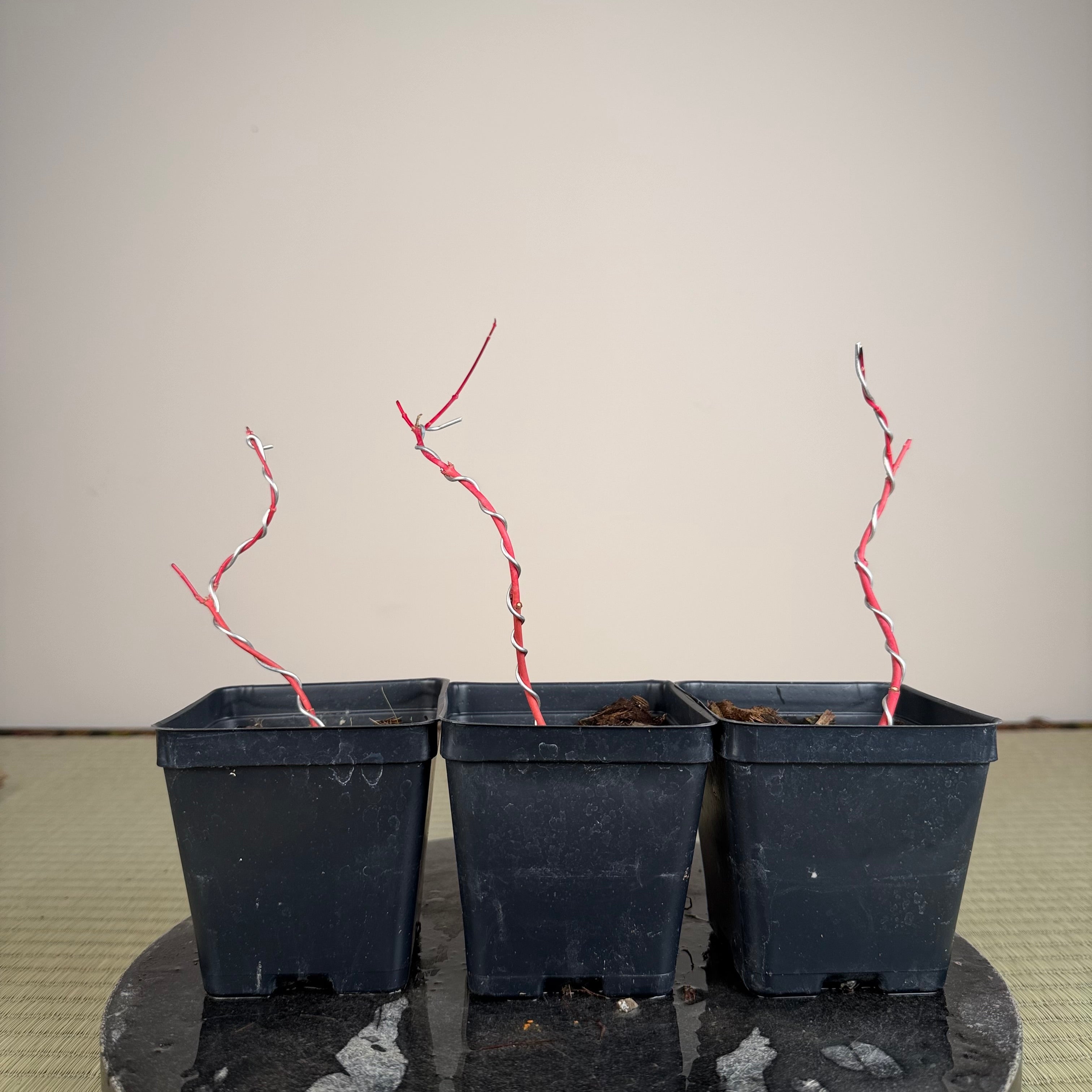 Acer palmatum 'Sango Kaku' (wired)