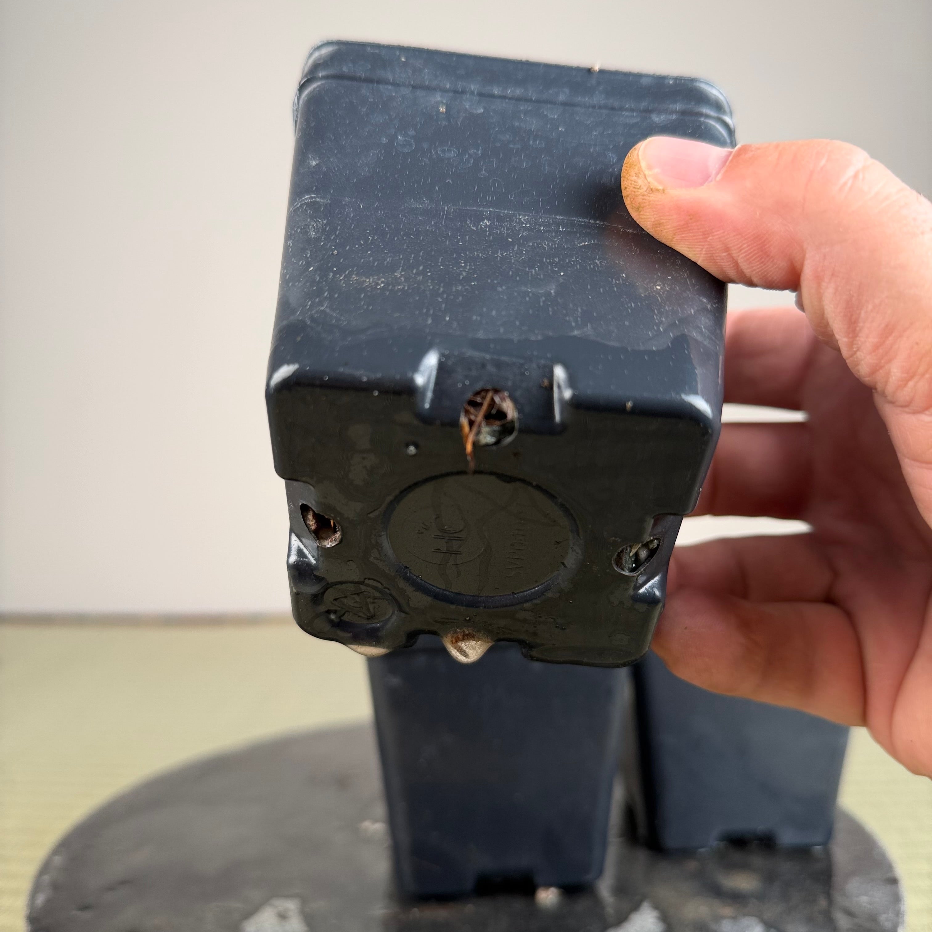 Acer palmatum 'Johnny's Pink'