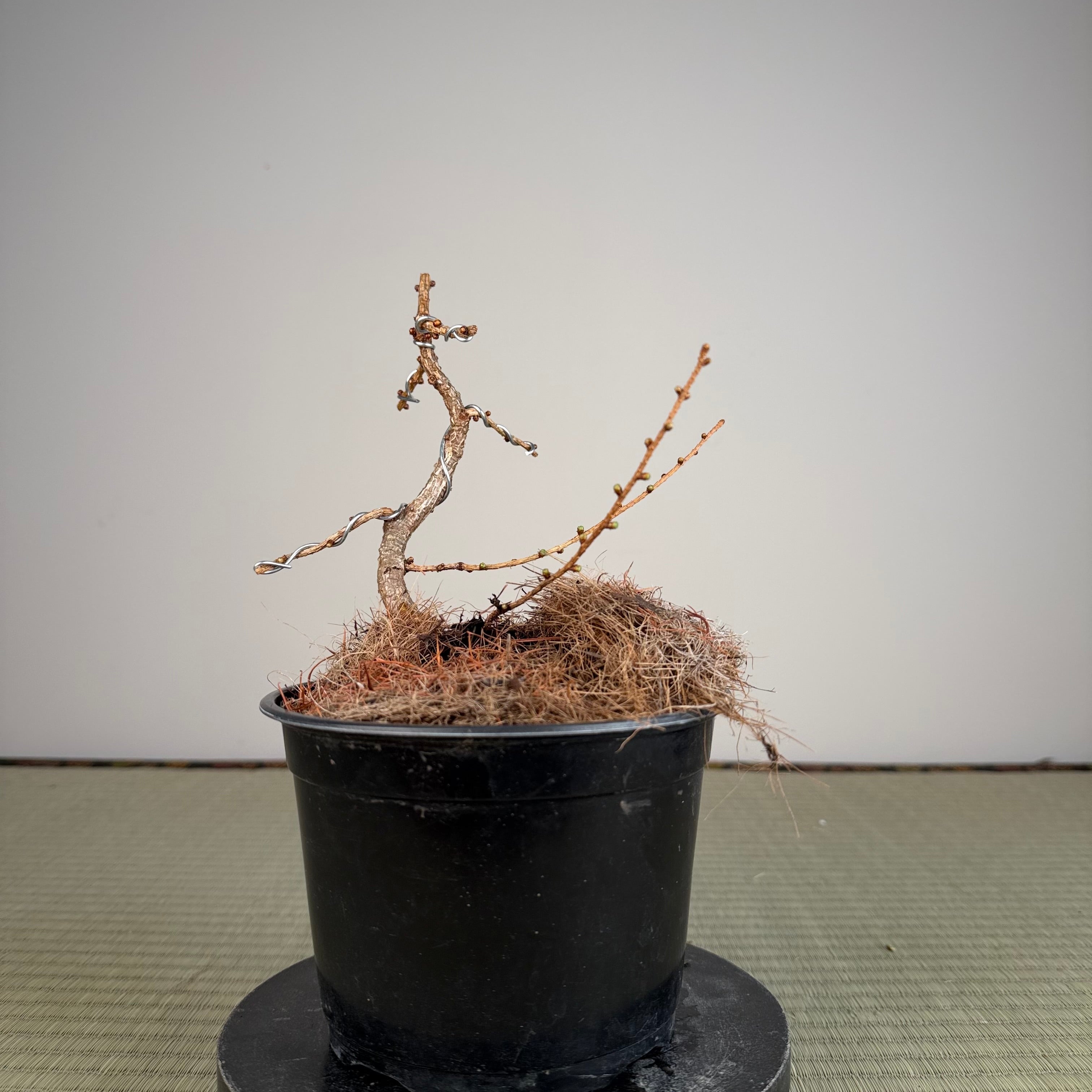 Larix leptolepsis