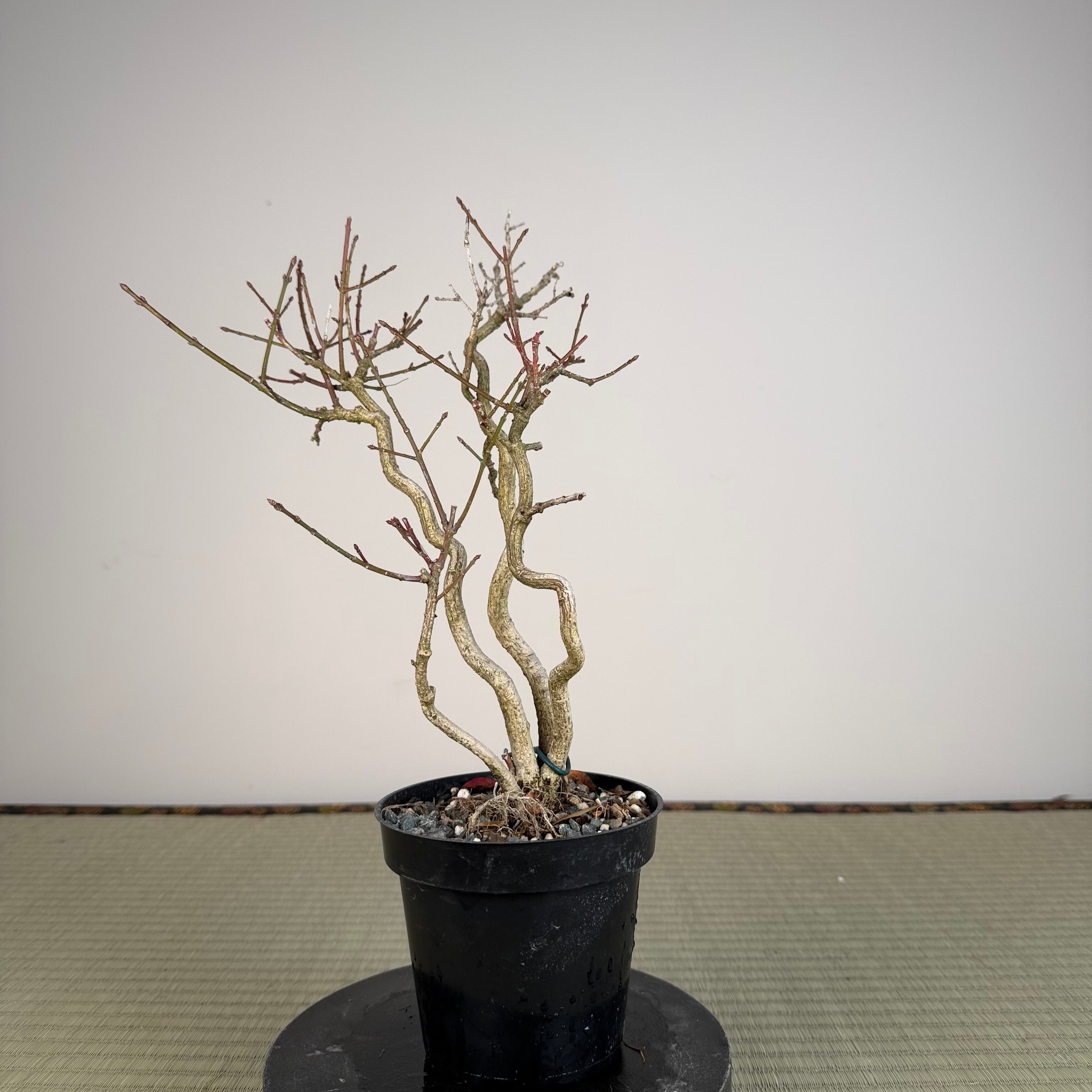 Euonymus