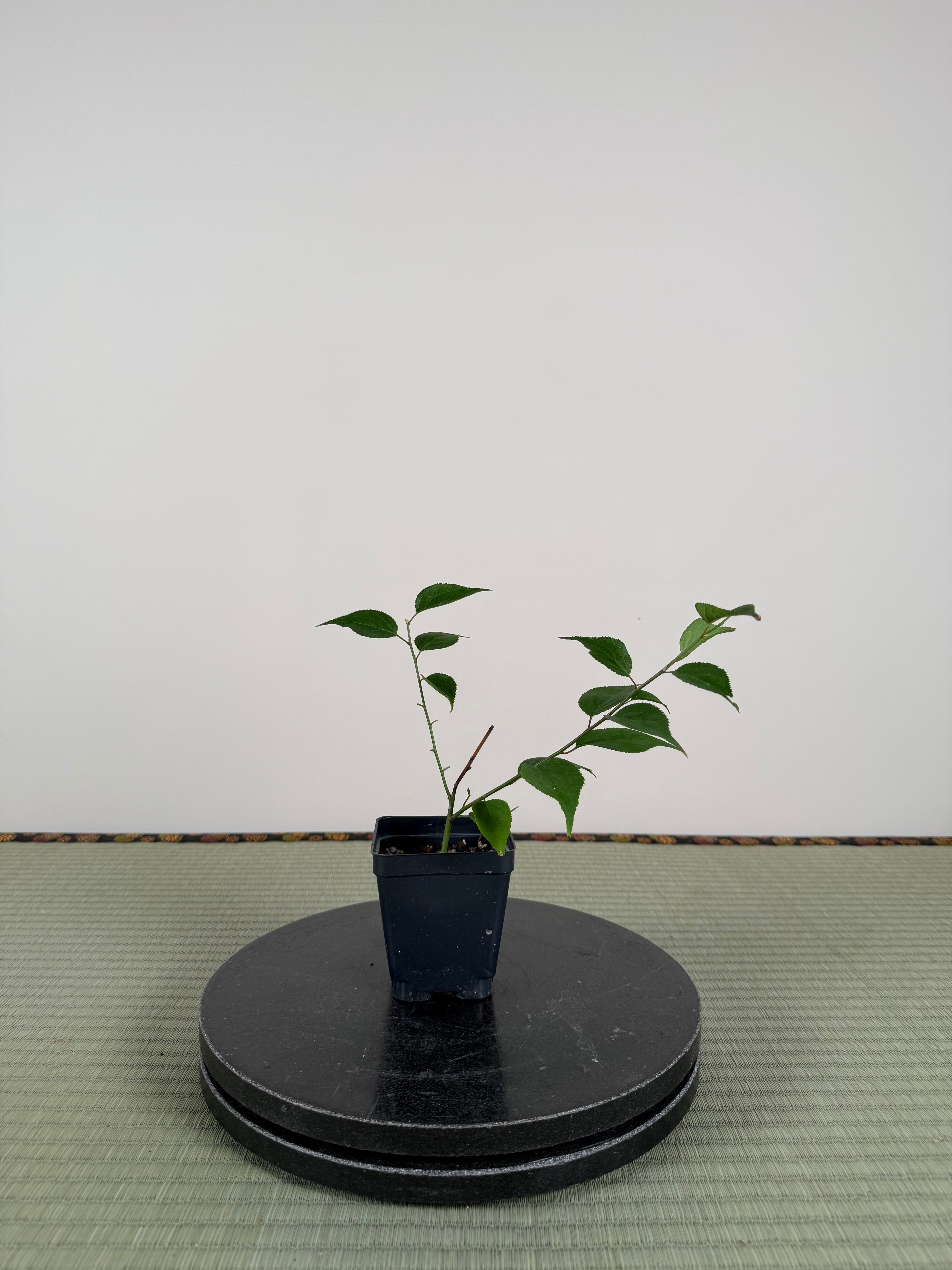 Prunus mume 'SHÀNGGUĀN WǍN'ÉR'