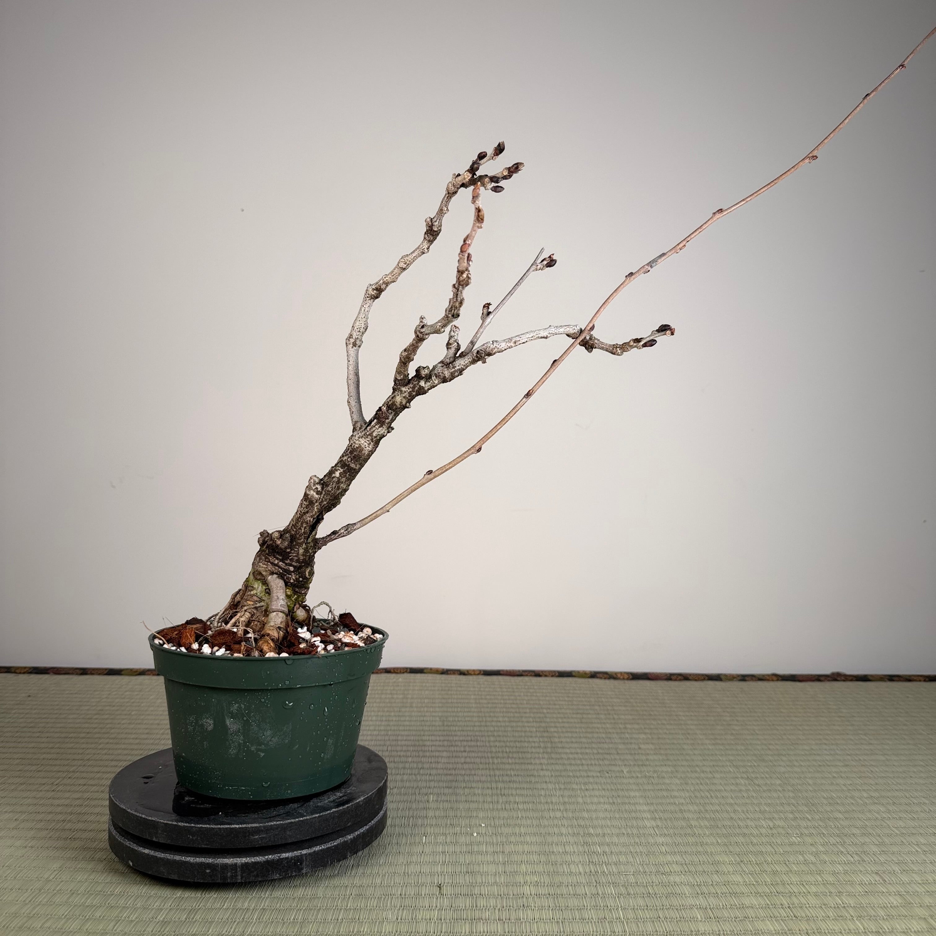 Wisteria floribunda