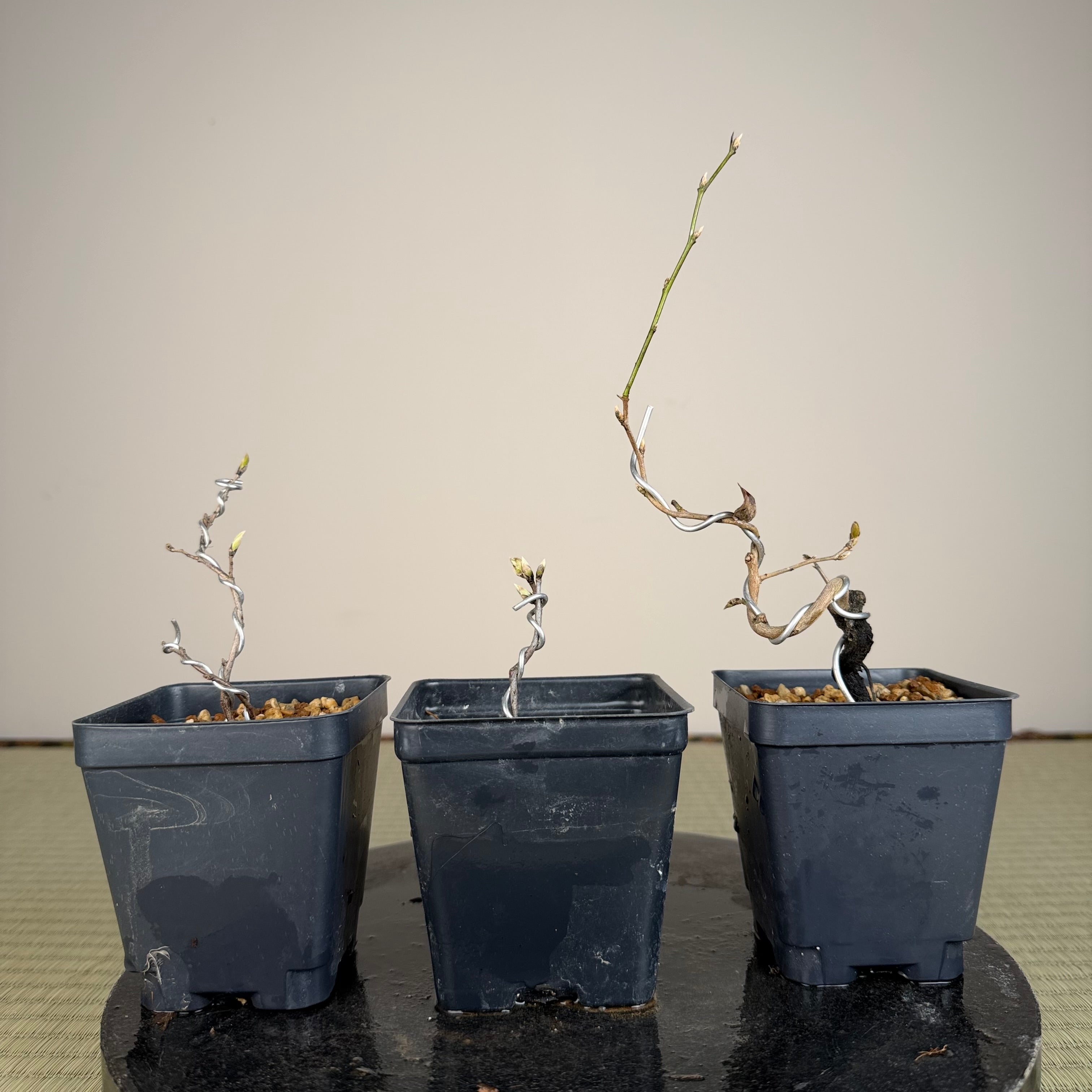 Diospyros rhombifolia (root cutting) 'Kurenai Yumeko'