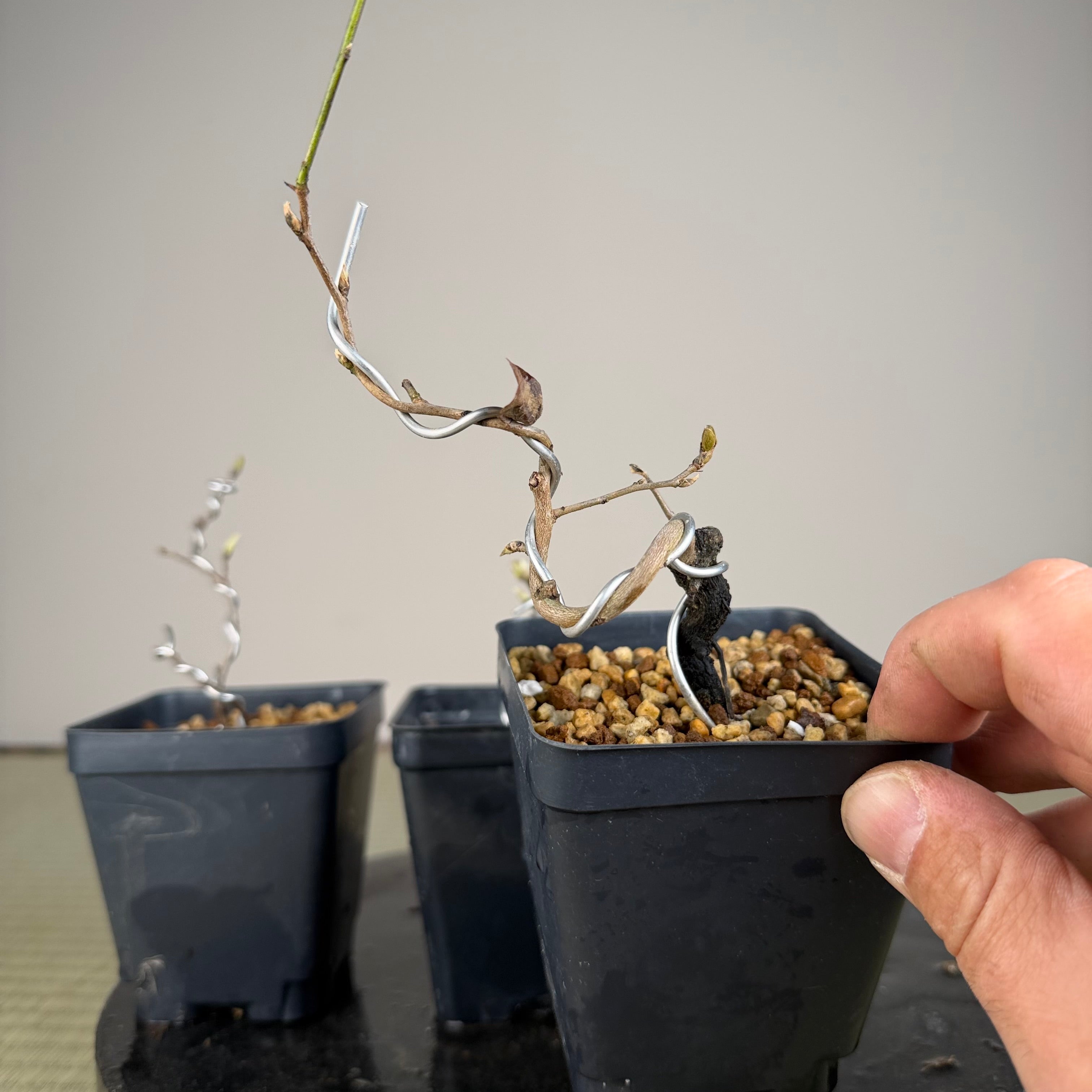 Diospyros rhombifolia (root cutting) 'Kurenai Yumeko'