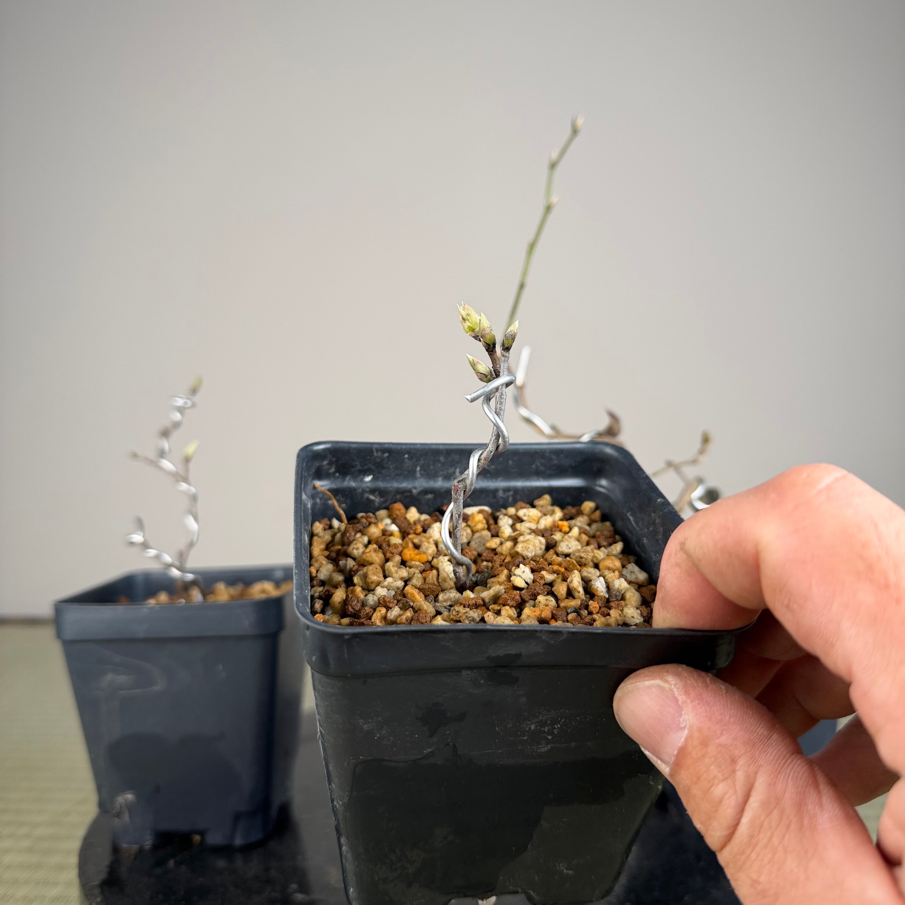Diospyros rhombifolia (root cutting) 'Kurenai Yumeko'