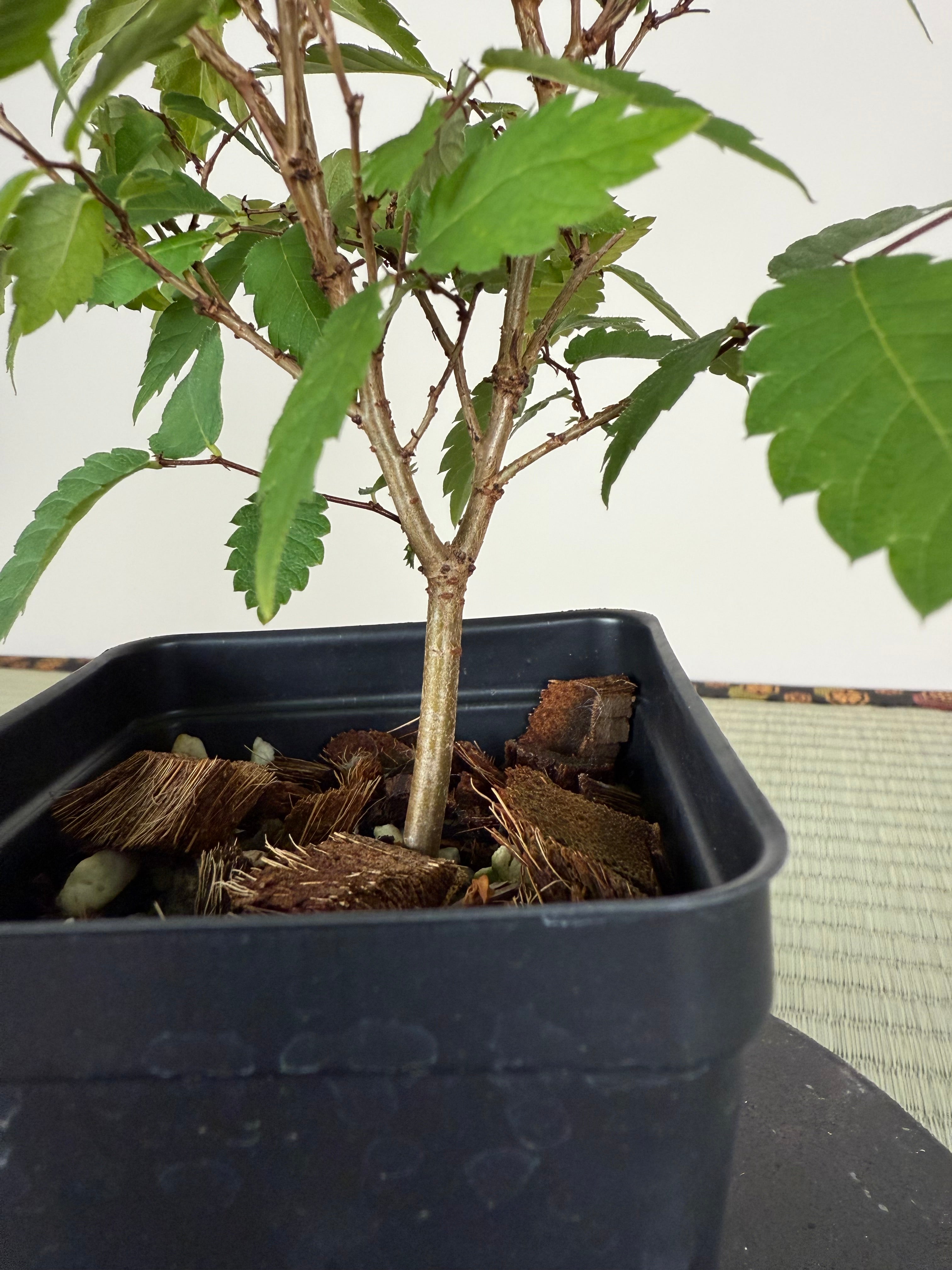 JAPANESE ZELKOVA (Elm)