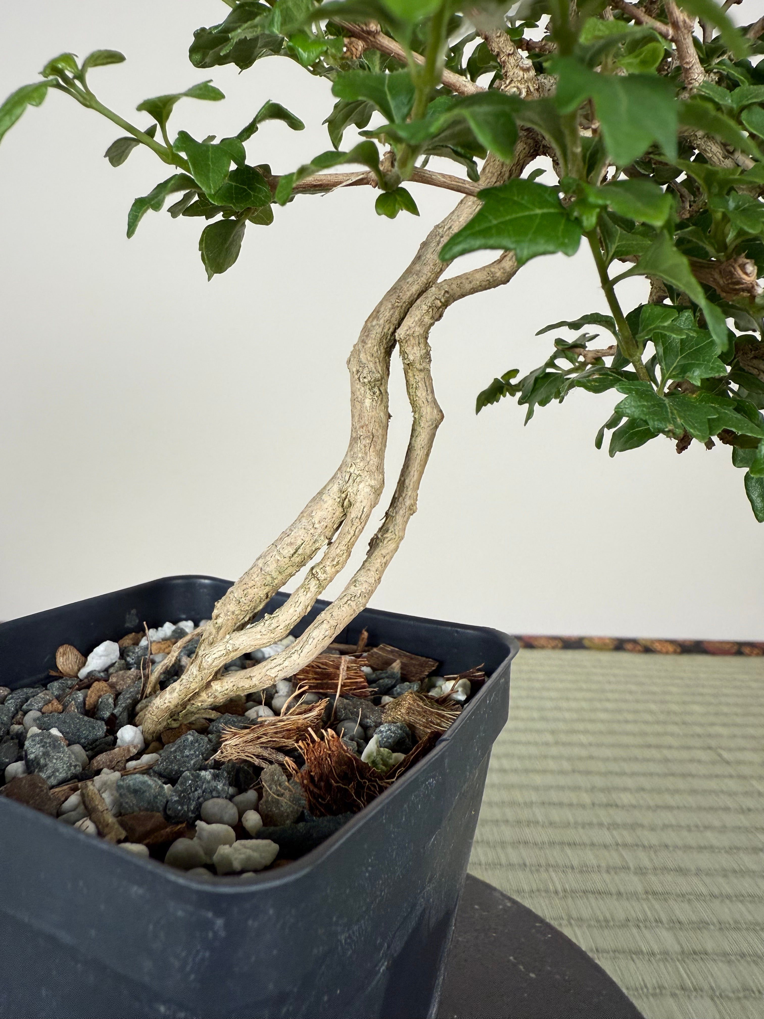 MUSK MAPLE