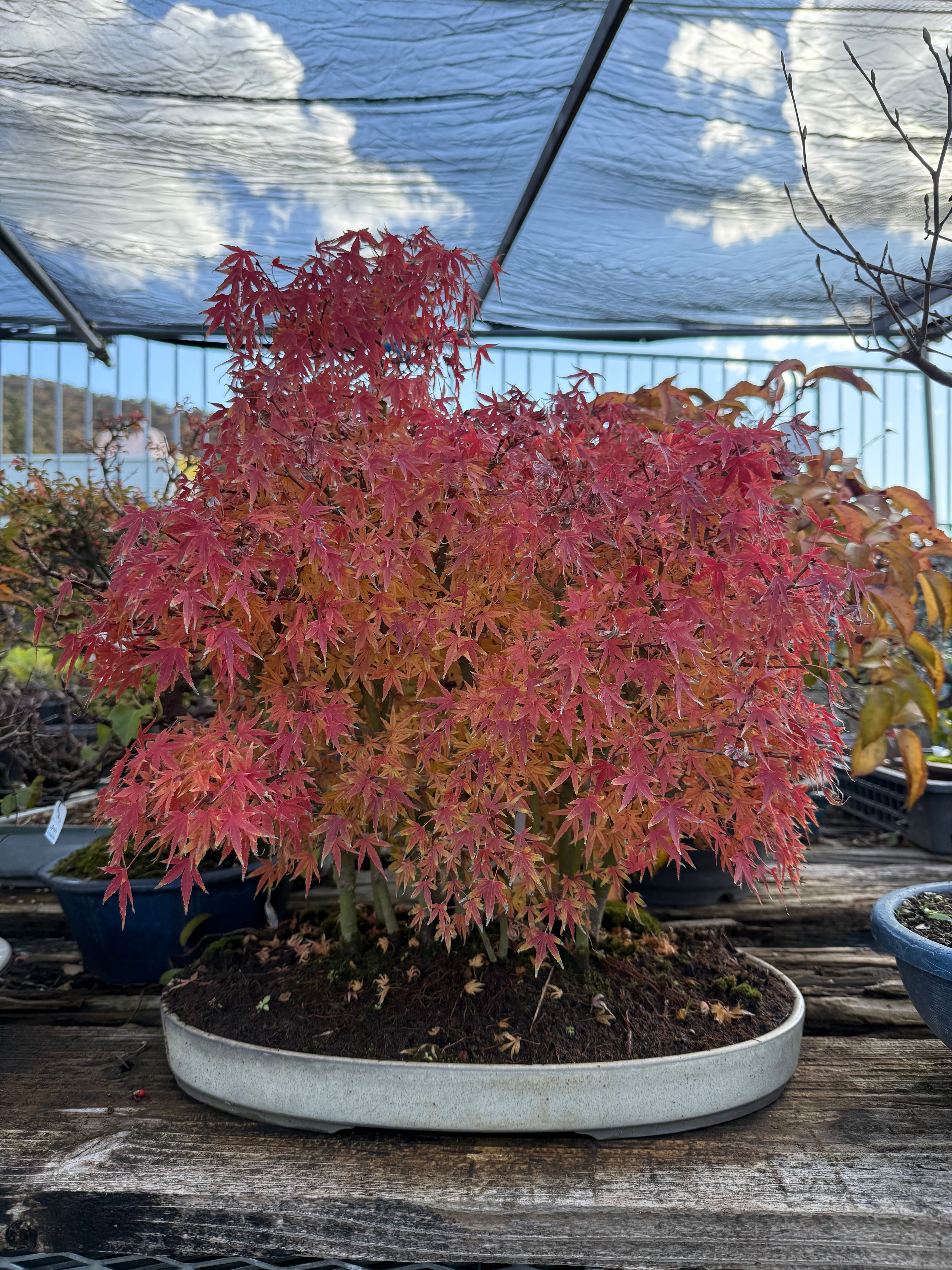 Acer palmatum 'Yukihime'