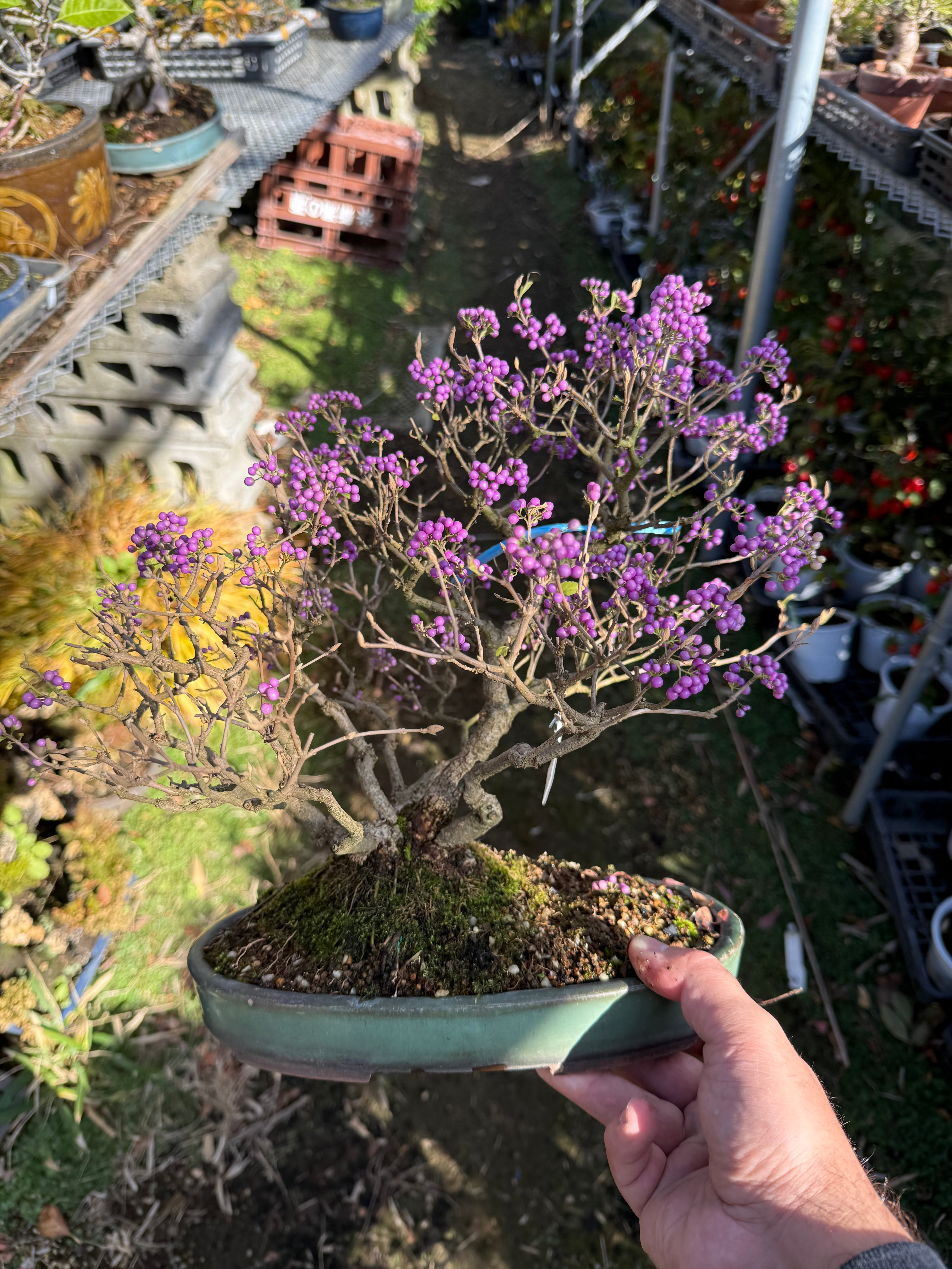 Callicarpa japonica