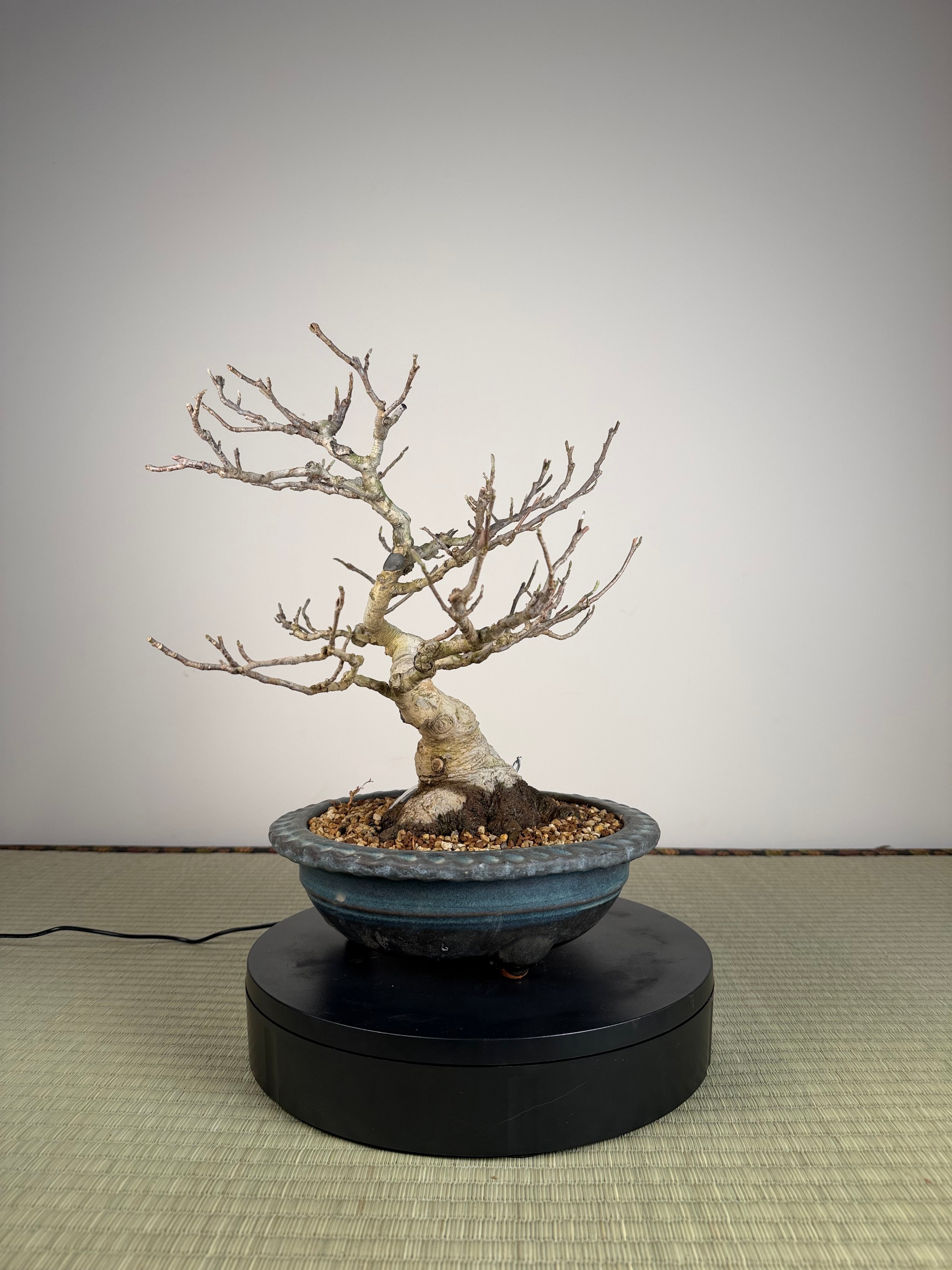 Magnolia