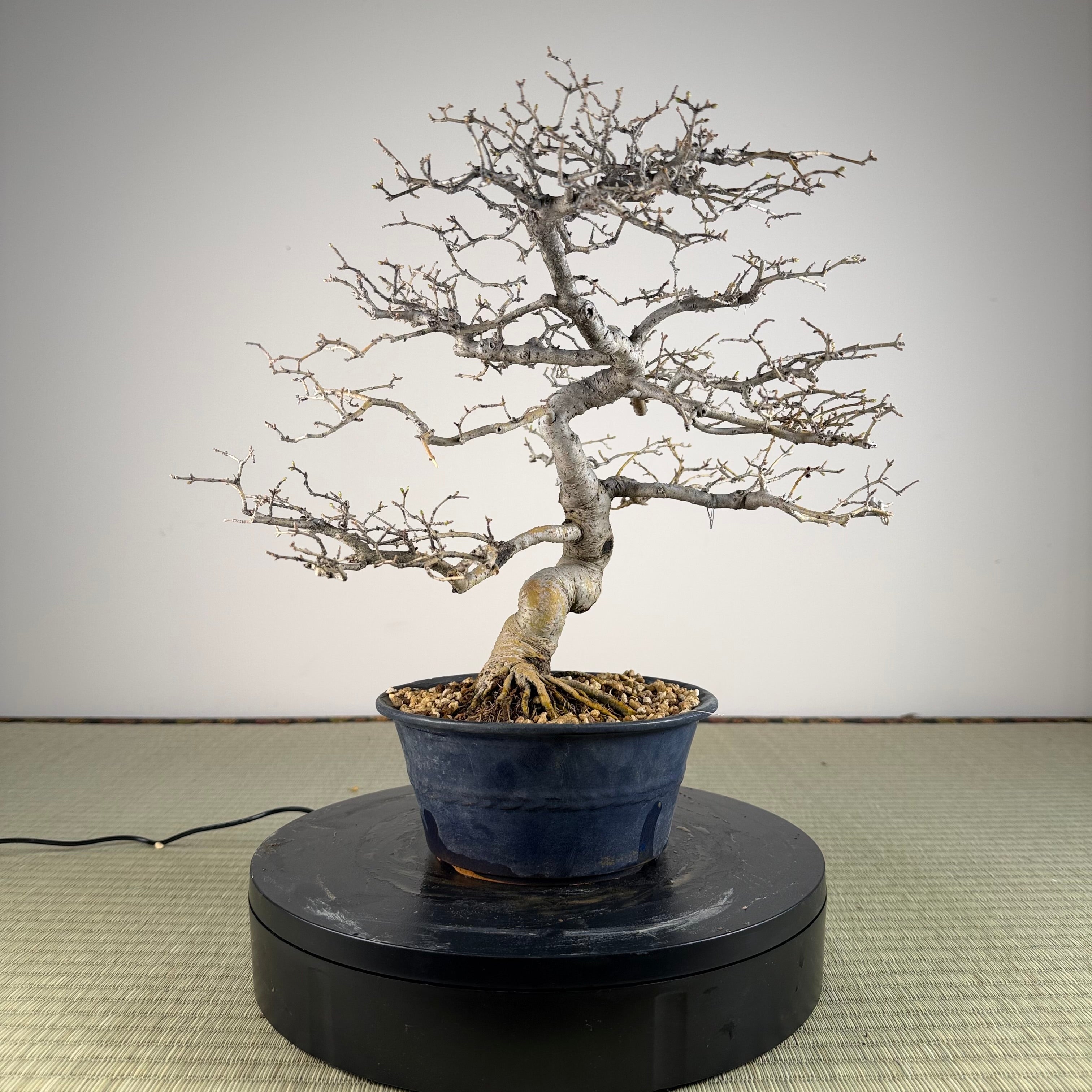 Ligustrum