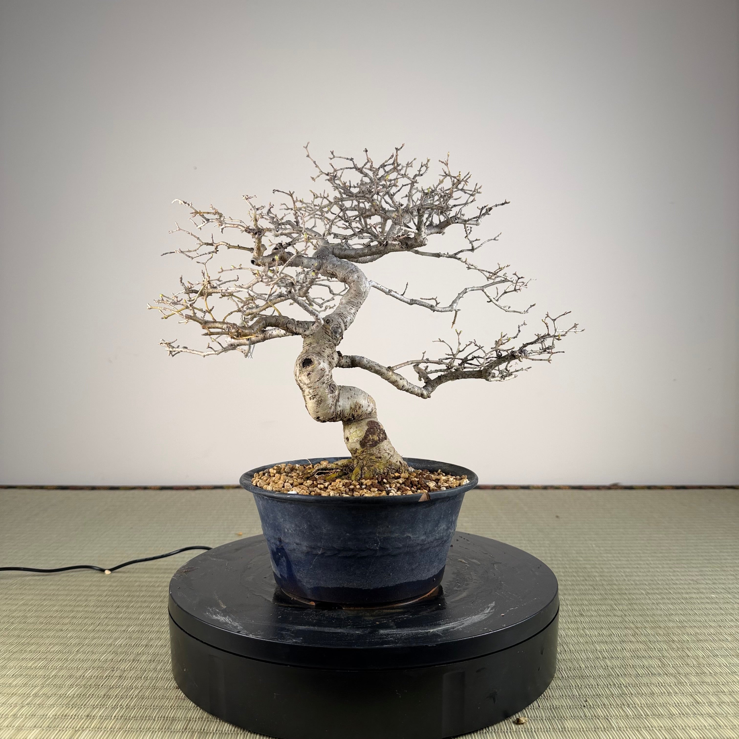 Ligustrum