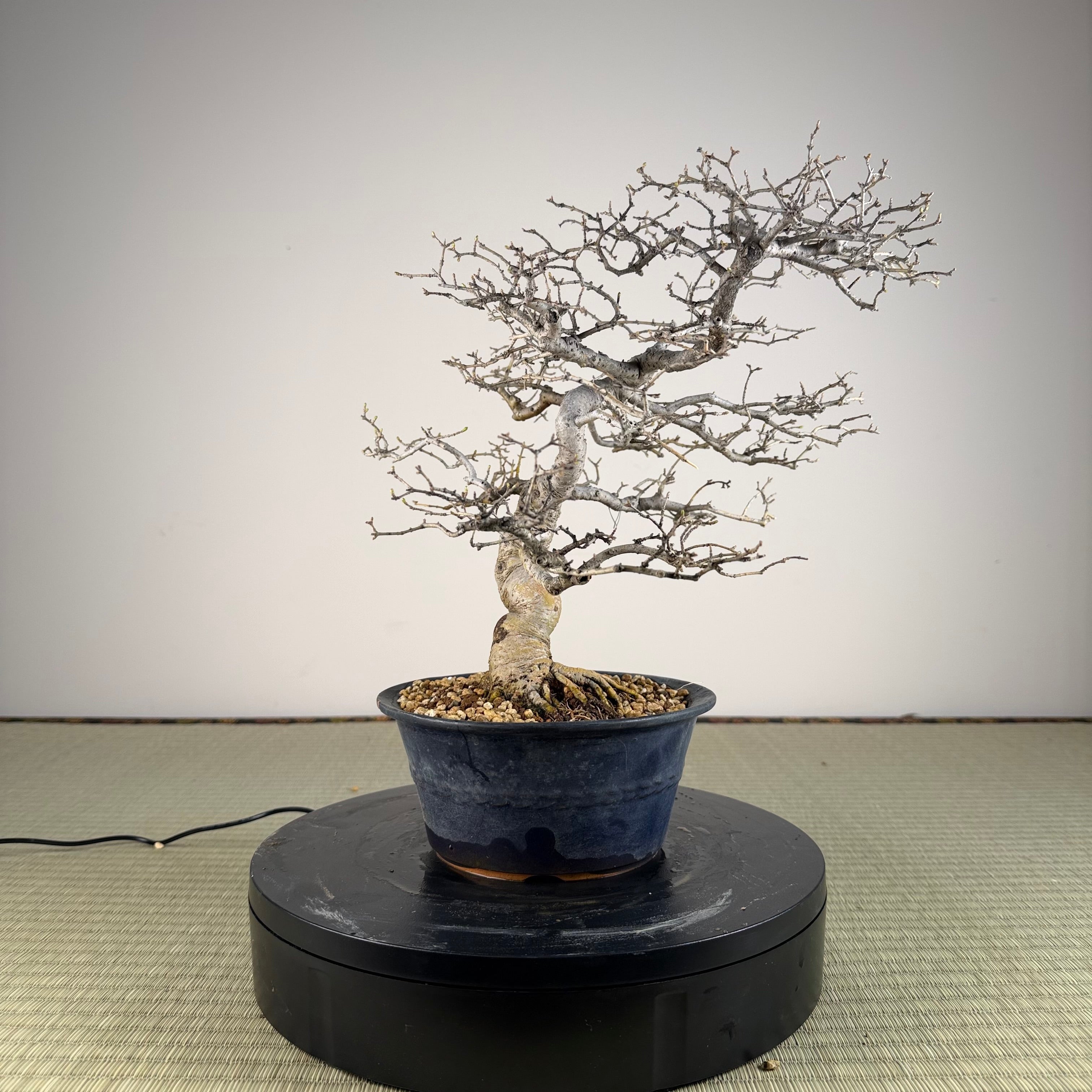 Ligustrum