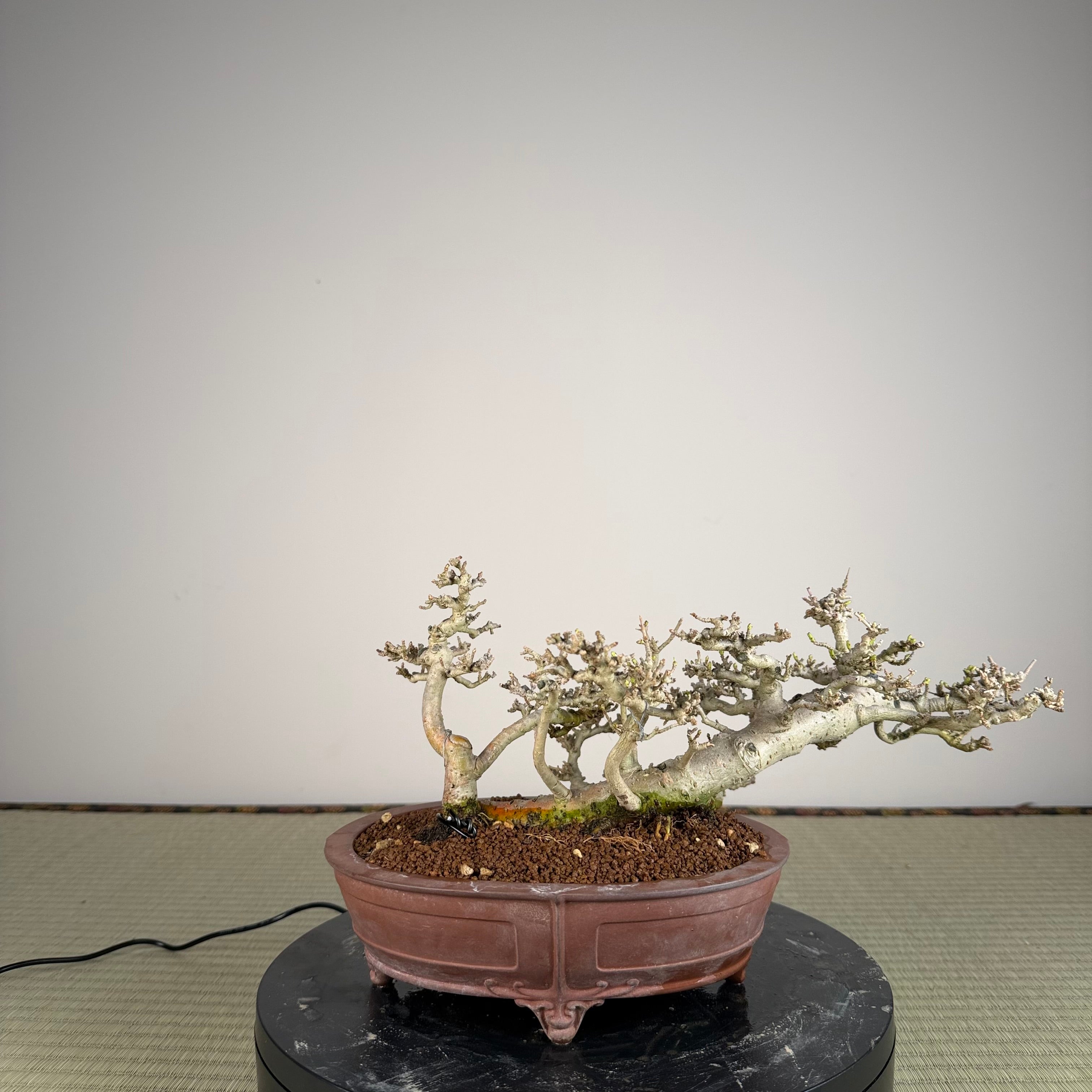 Ligustrum