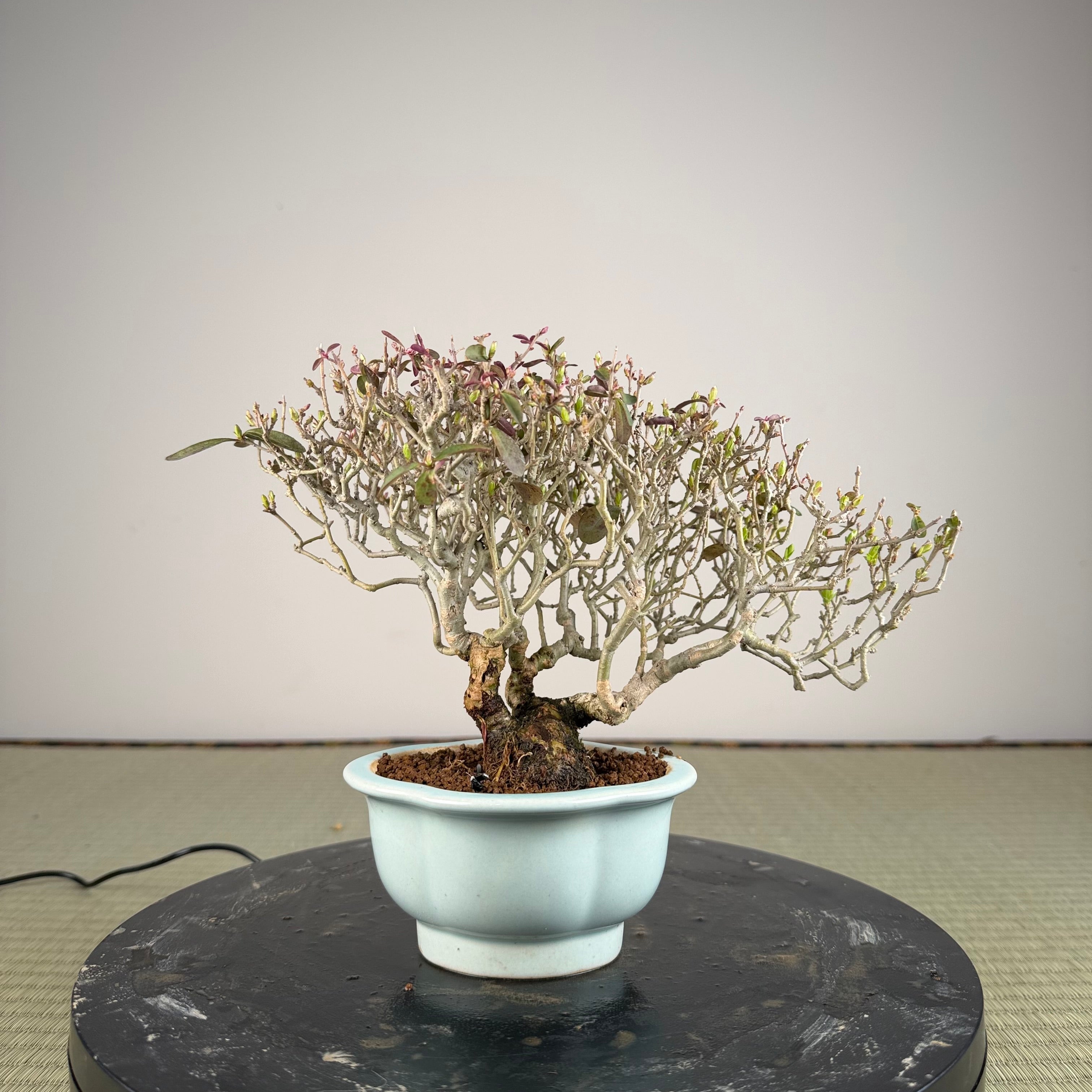 Ligustrum