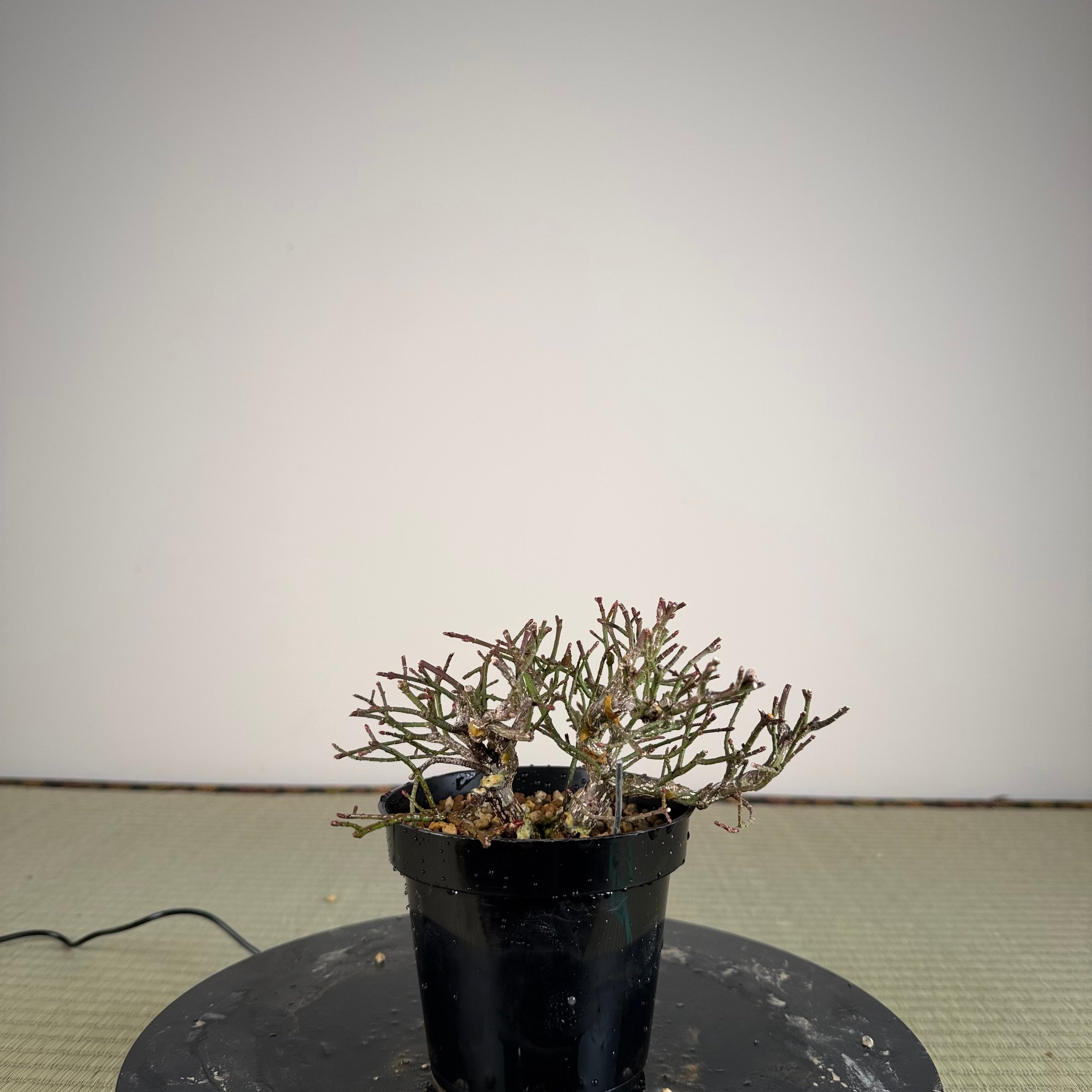 Euonymus
