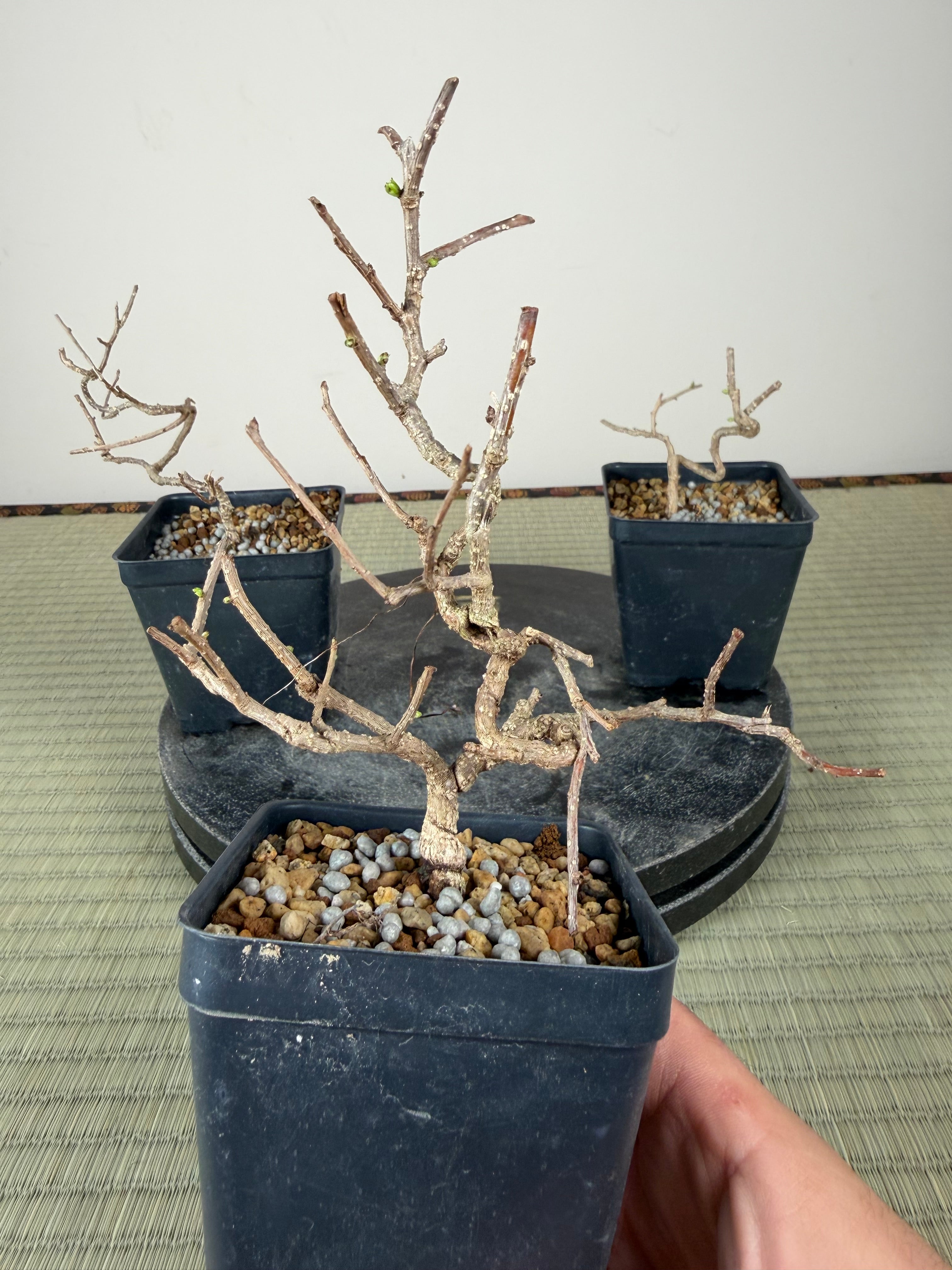 Celastrus (non invasive)