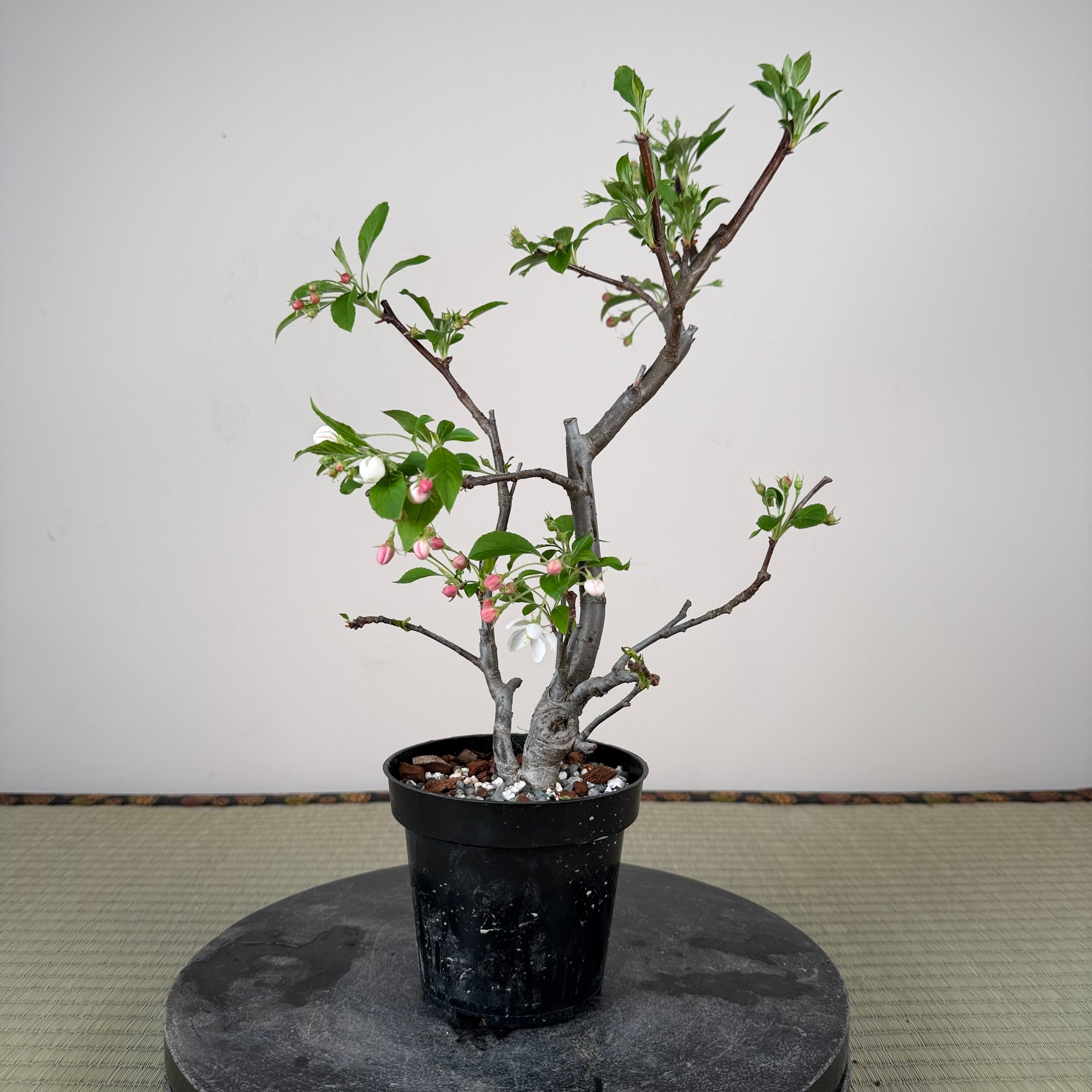 Malus 'Hime Ringo'