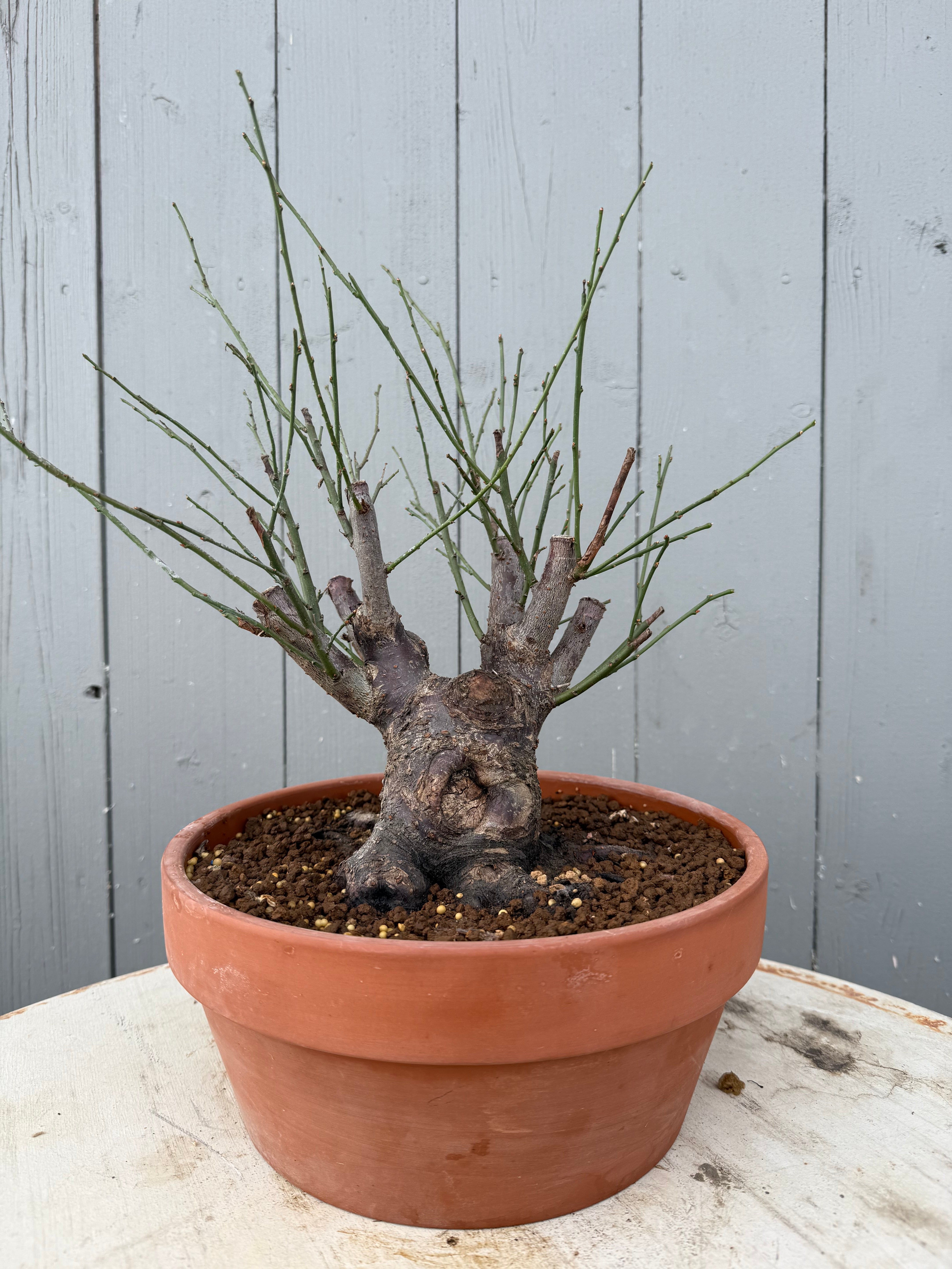 Prunus mume 'Dà gōngfěn'