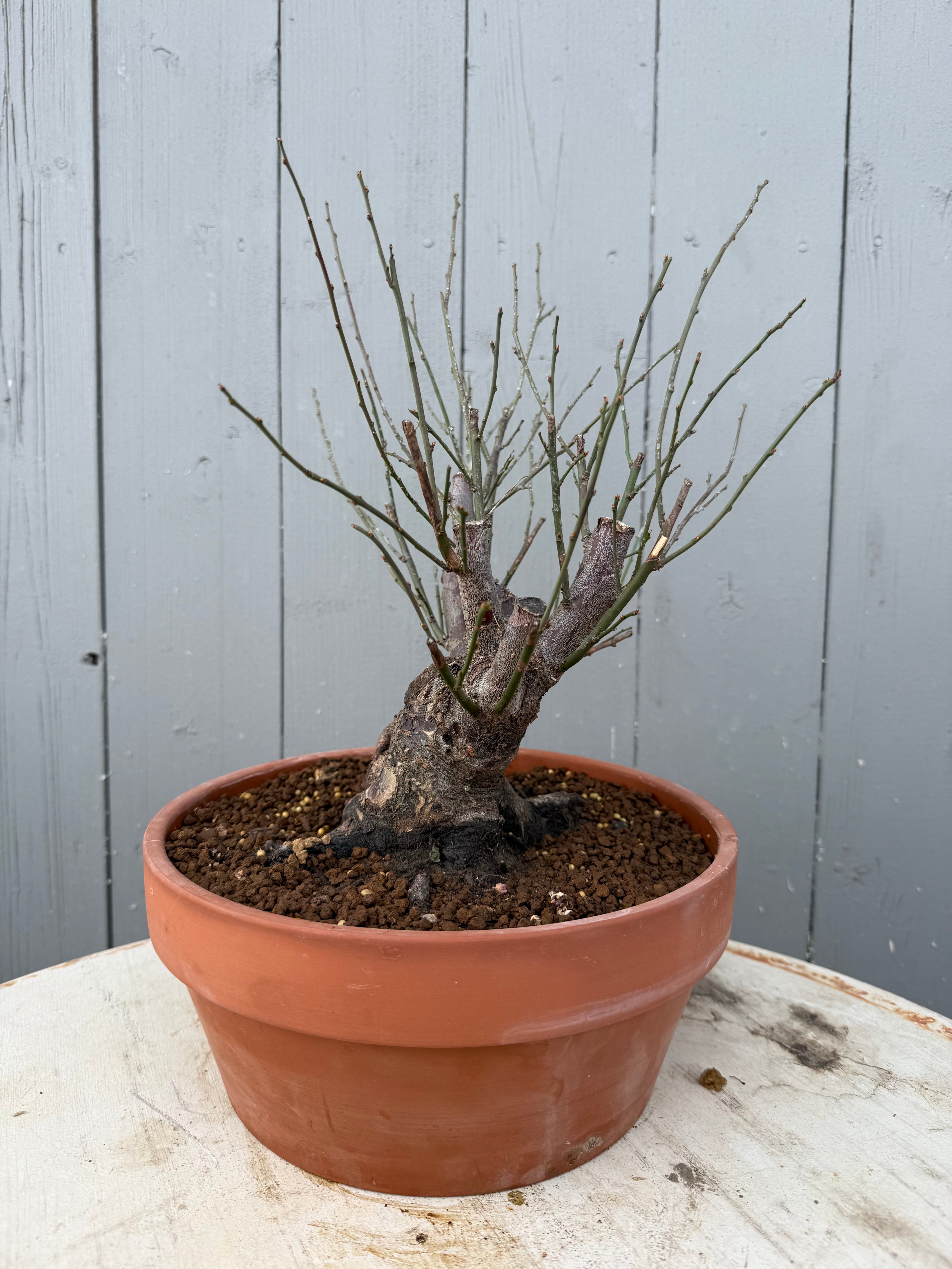 Prunus mume 'Dà gōngfěn'