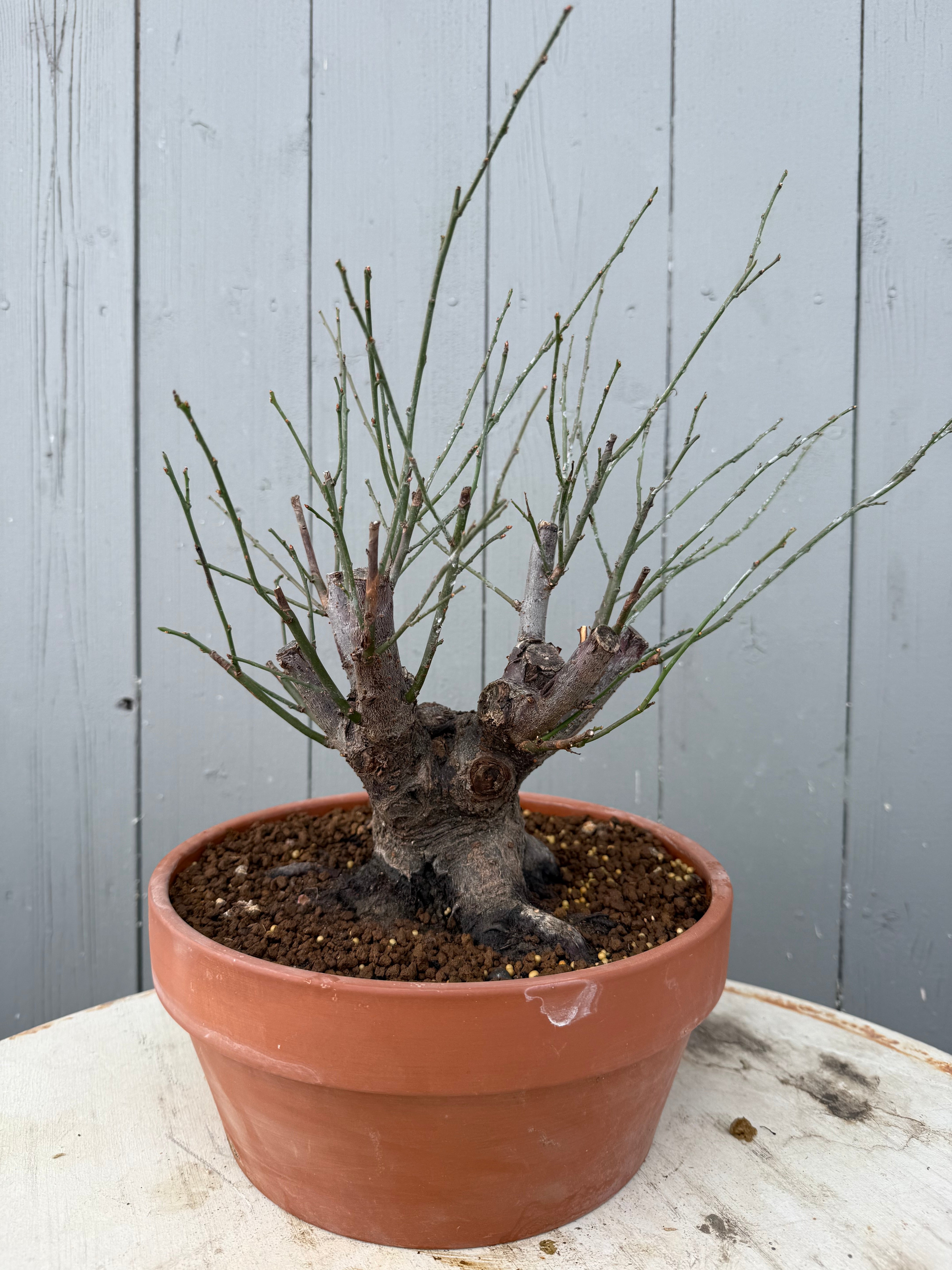 Prunus mume 'Dà gōngfěn'