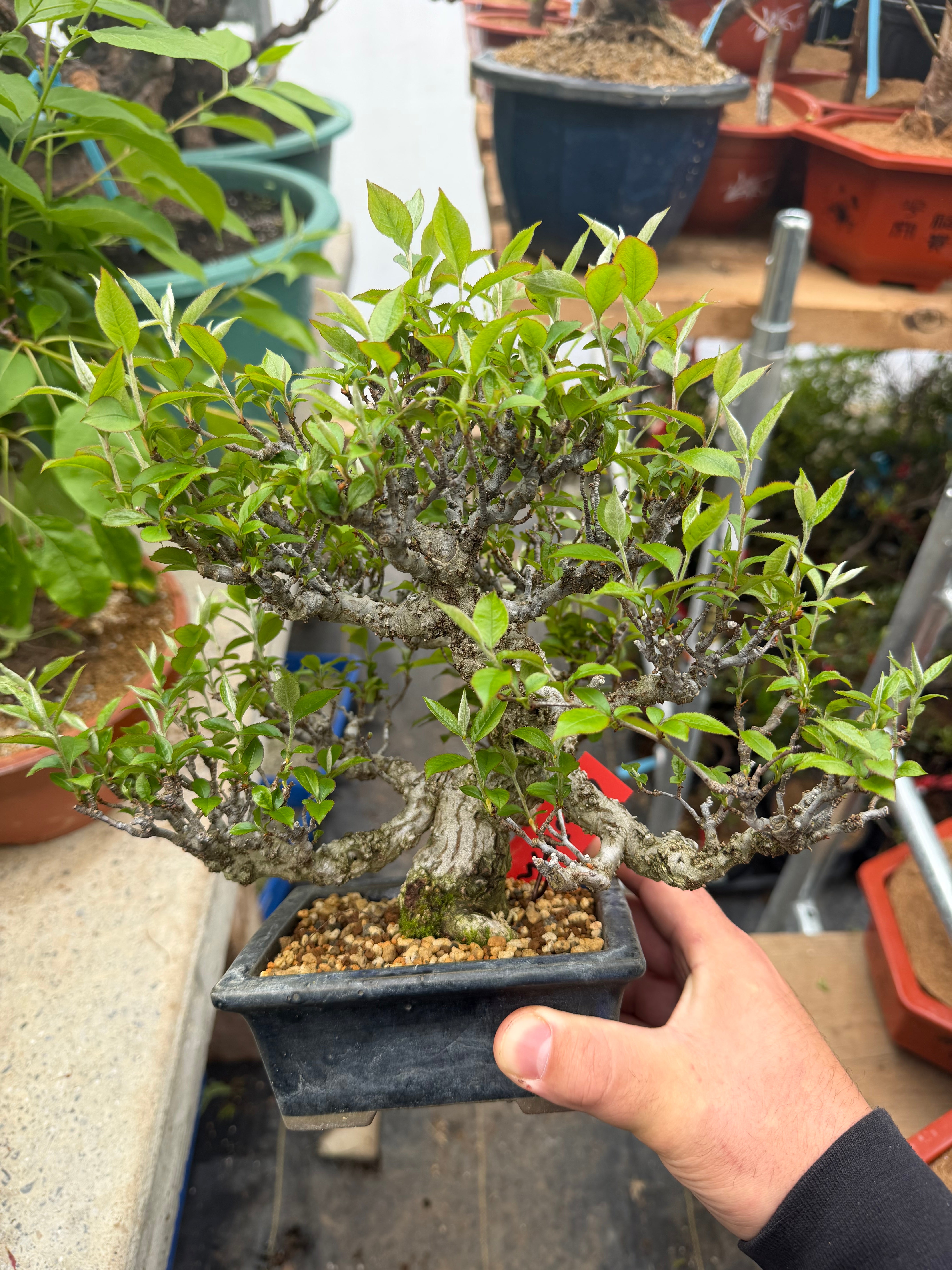 Ligustrum Arakawa *Voir note*