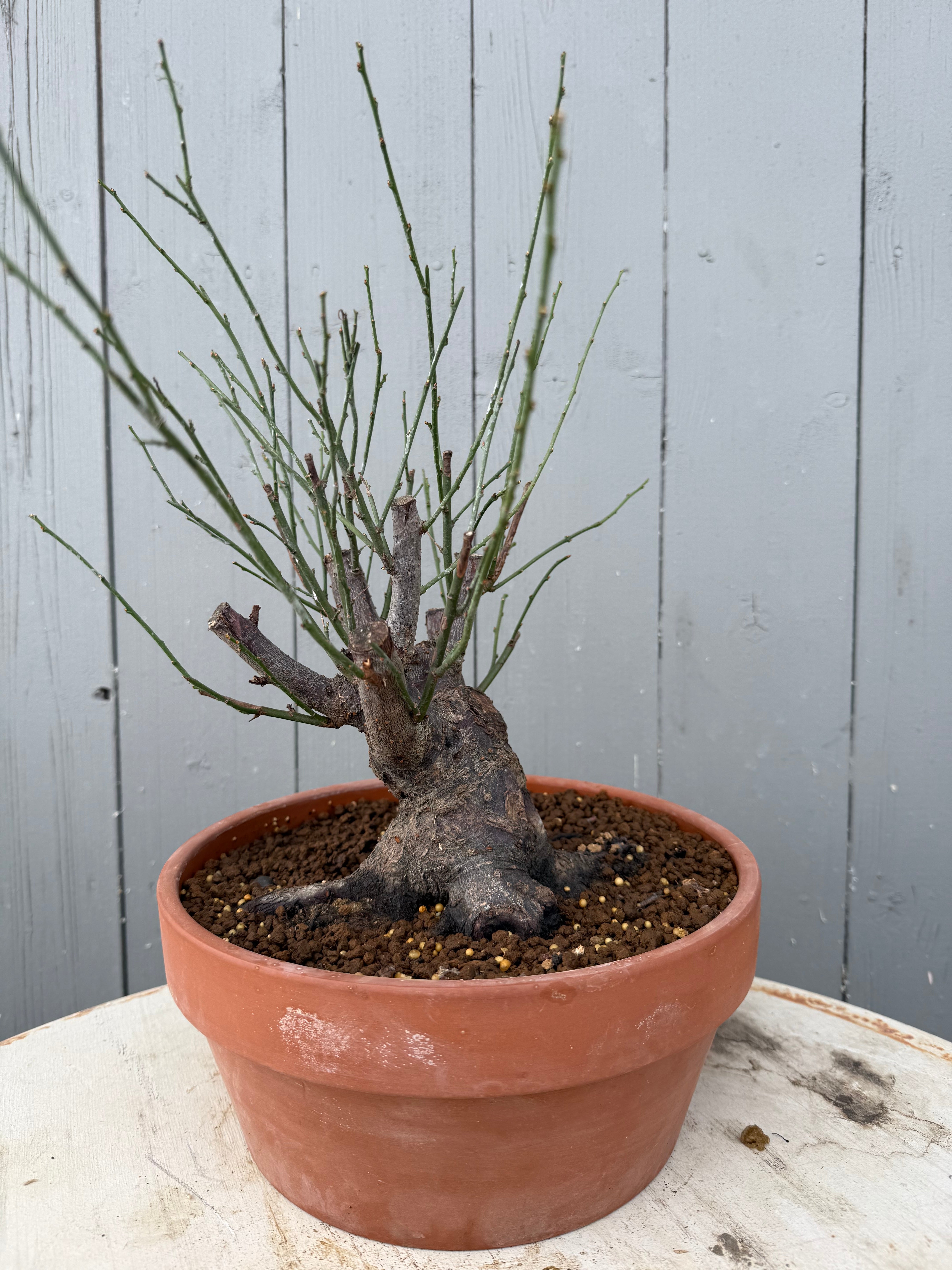 Prunus mume 'Dà gōngfěn'