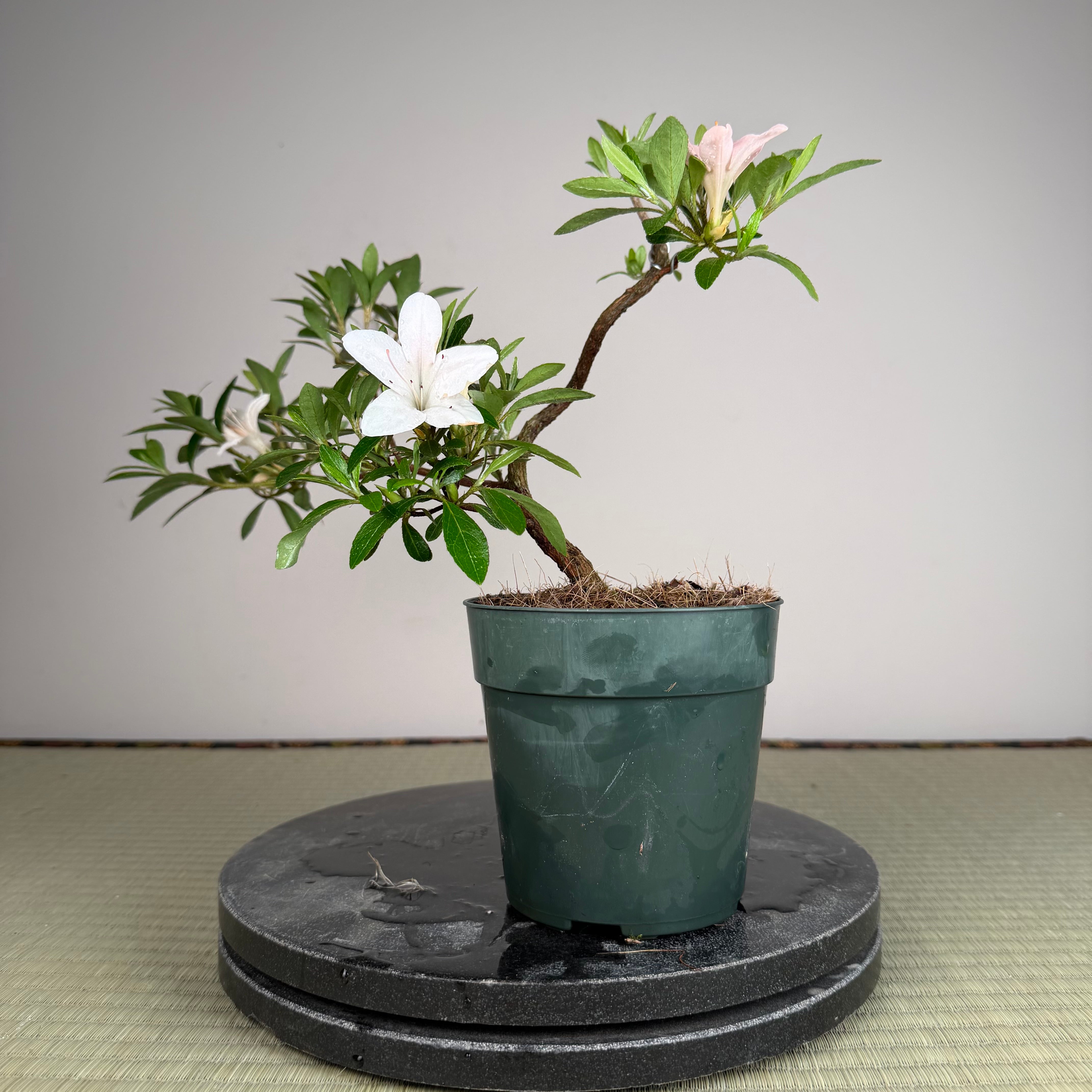 Rhododendron indicum 'Kozan'