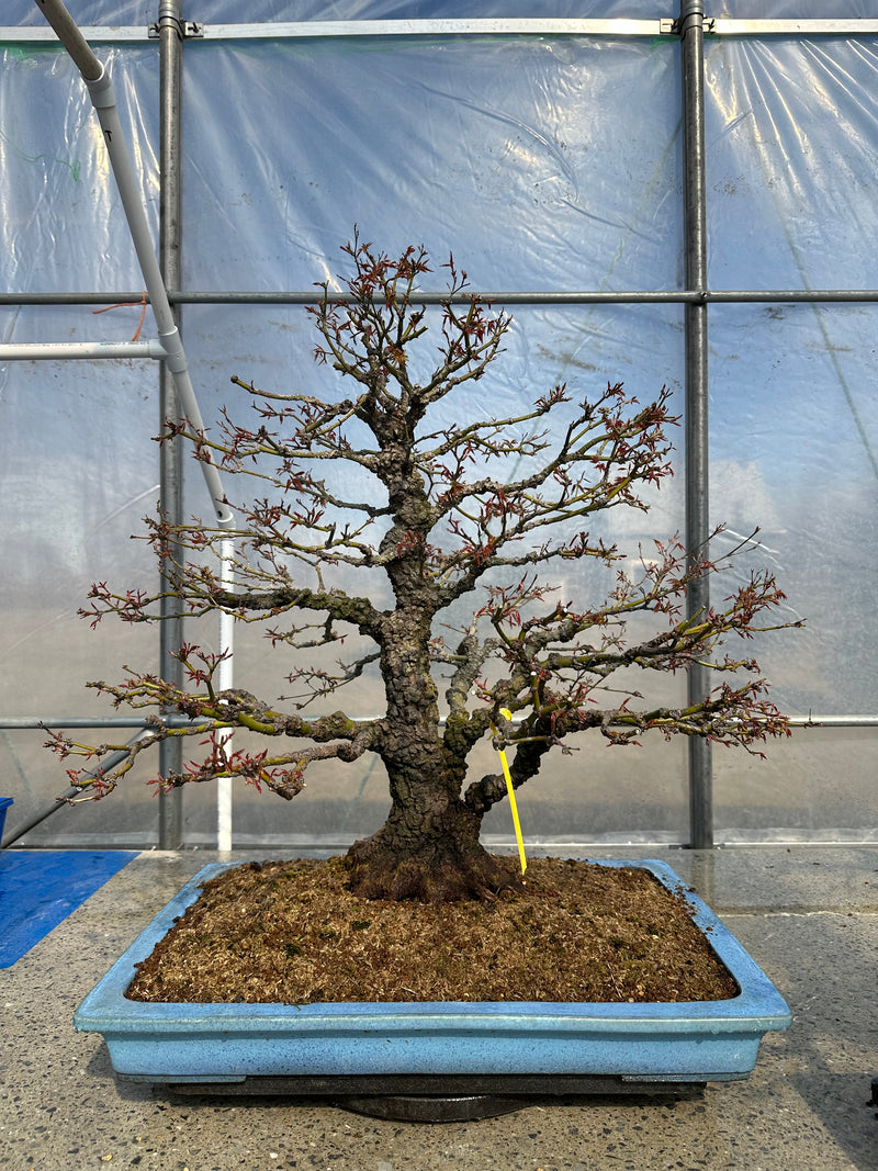 Acer palmatum 'Arakawa'