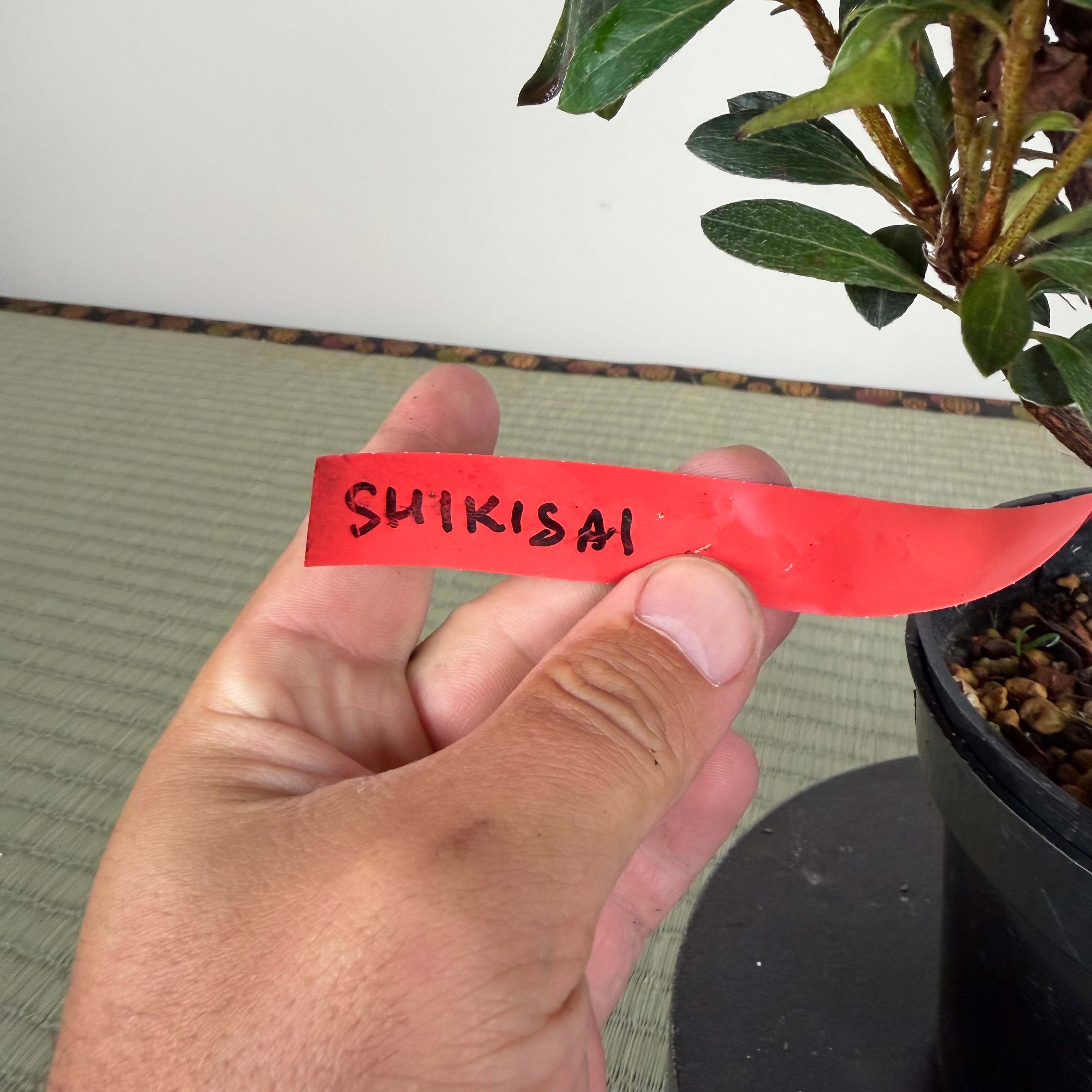 SHIKISAI